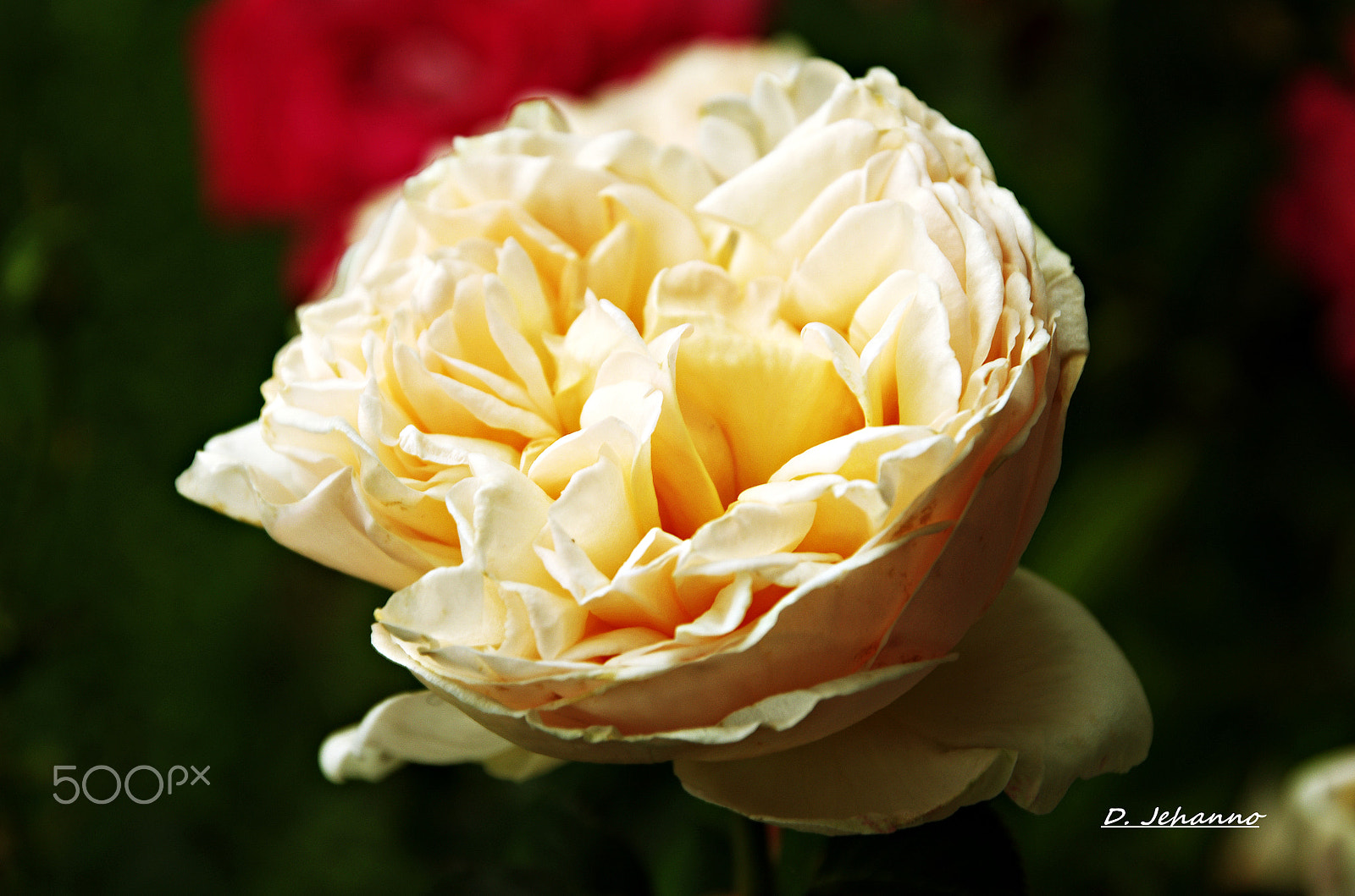 Pentax K-5 sample photo. Happy birthday delores !! photography
