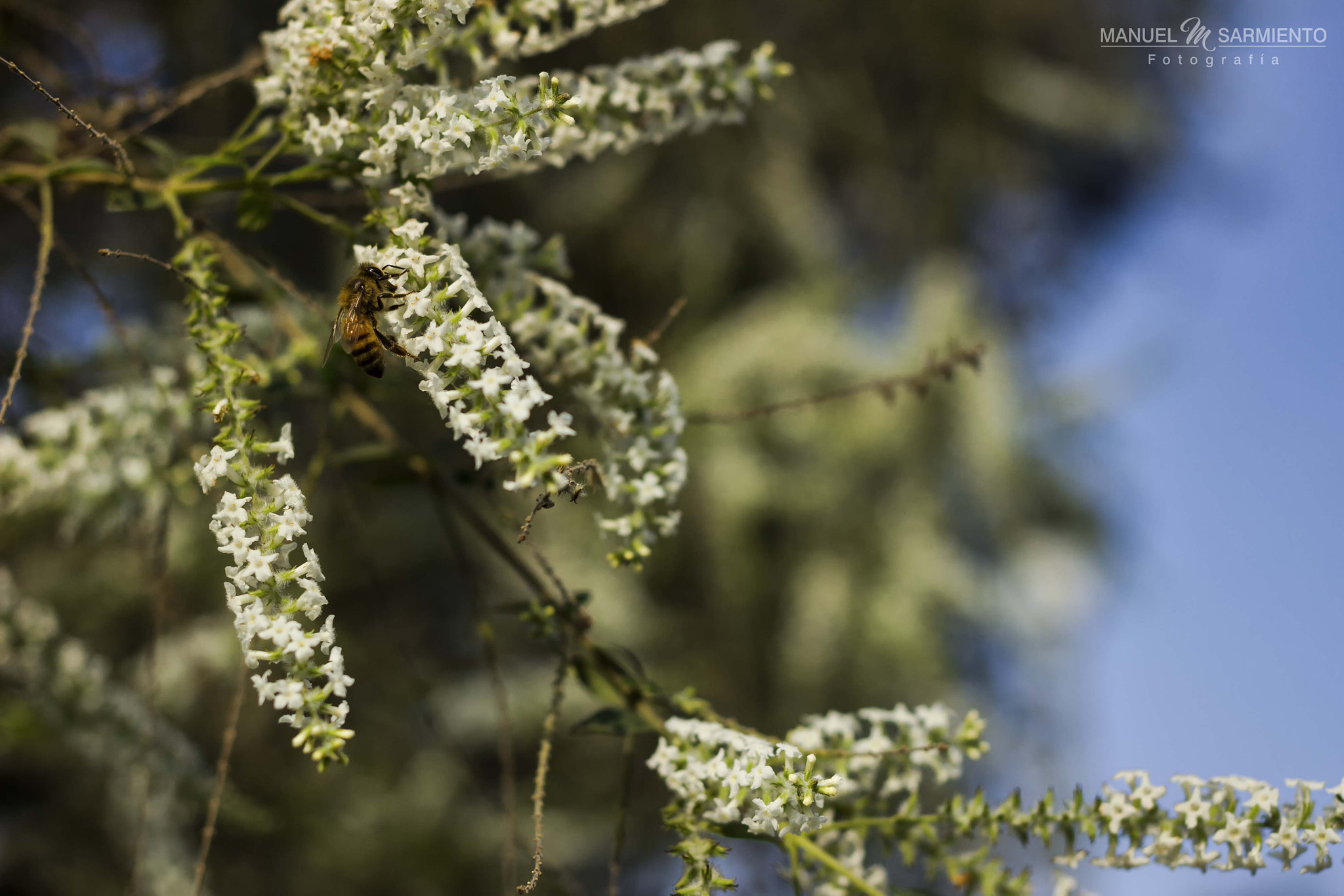 Canon EF 40mm F2.8 STM sample photo