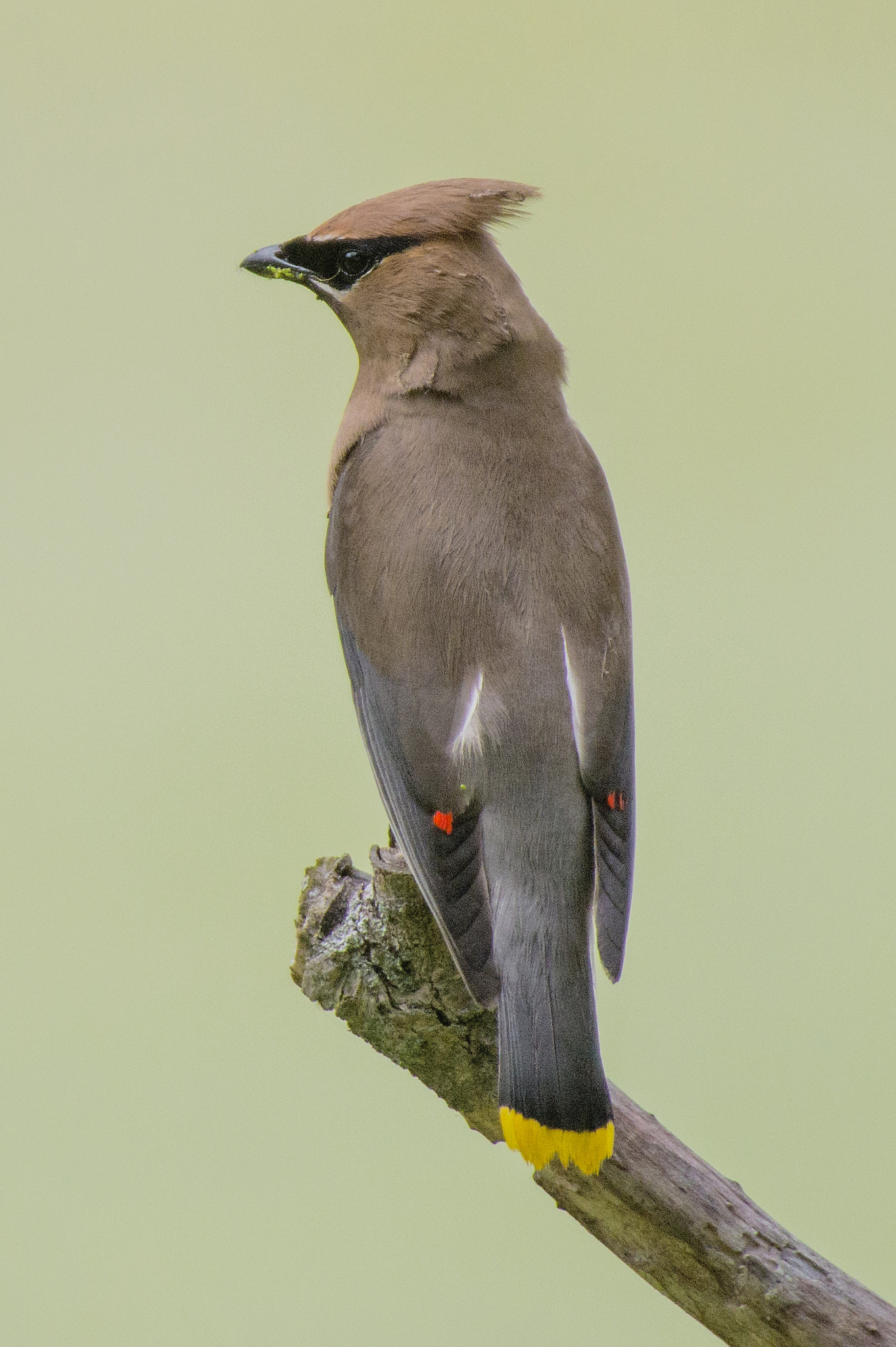 Canon EOS 70D + Sigma 50-500mm F4.5-6.3 DG OS HSM sample photo. Cedar waxwing photography