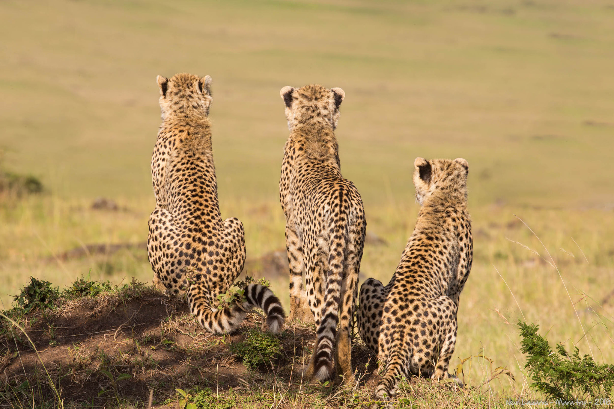 Canon EOS-1D X + Canon EF 200-400mm F4L IS USM Extender 1.4x sample photo. Cheetahs on the lookout photography