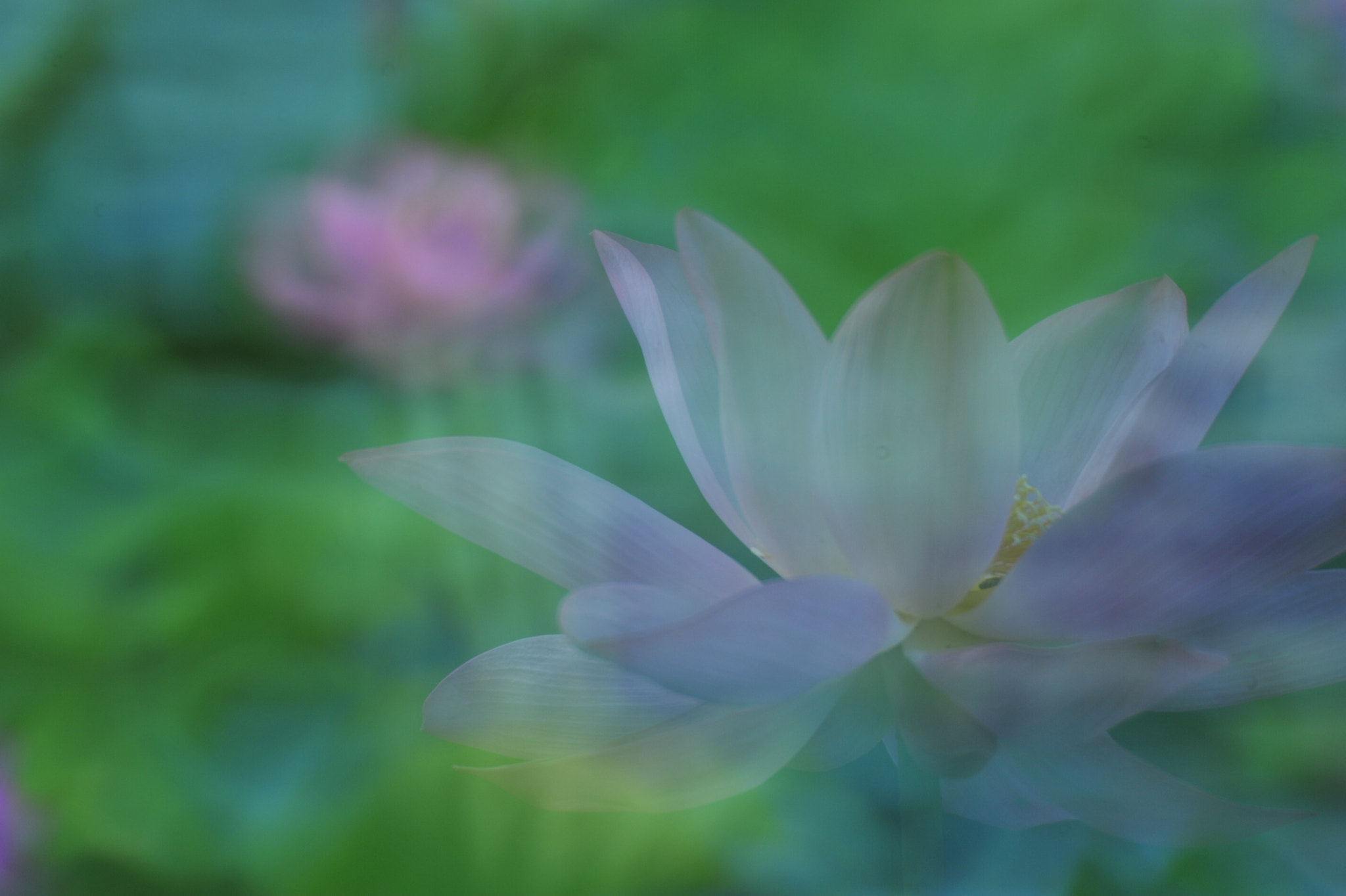 Manual Lens No CPU sample photo. 龙潭湖 photography