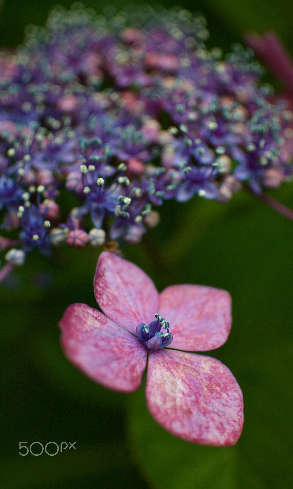 Nikon 1 J2 + Nikon 1 Nikkor 18.5mm F1.8 sample photo. Pink/purple hydrangea photography