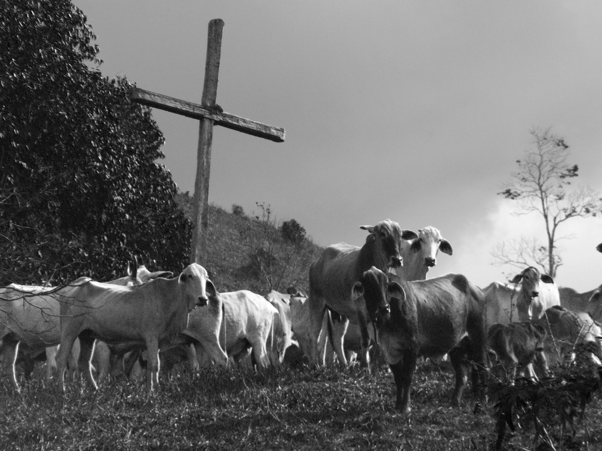 Olympus SP600UZ sample photo. Cattle and faith photography