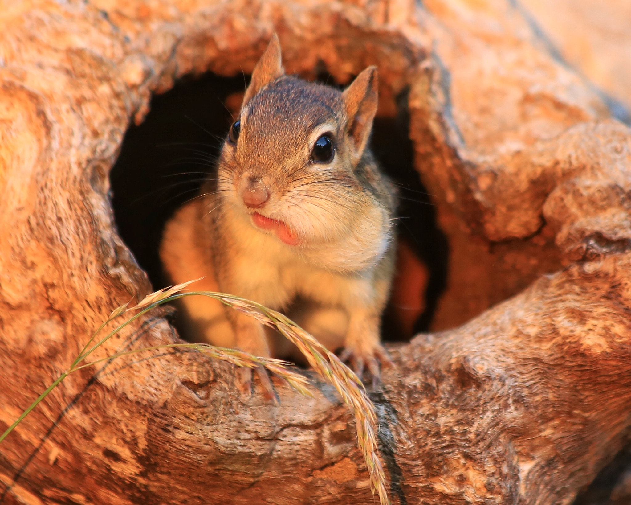 Canon EF 70-300mm F4-5.6 IS USM sample photo