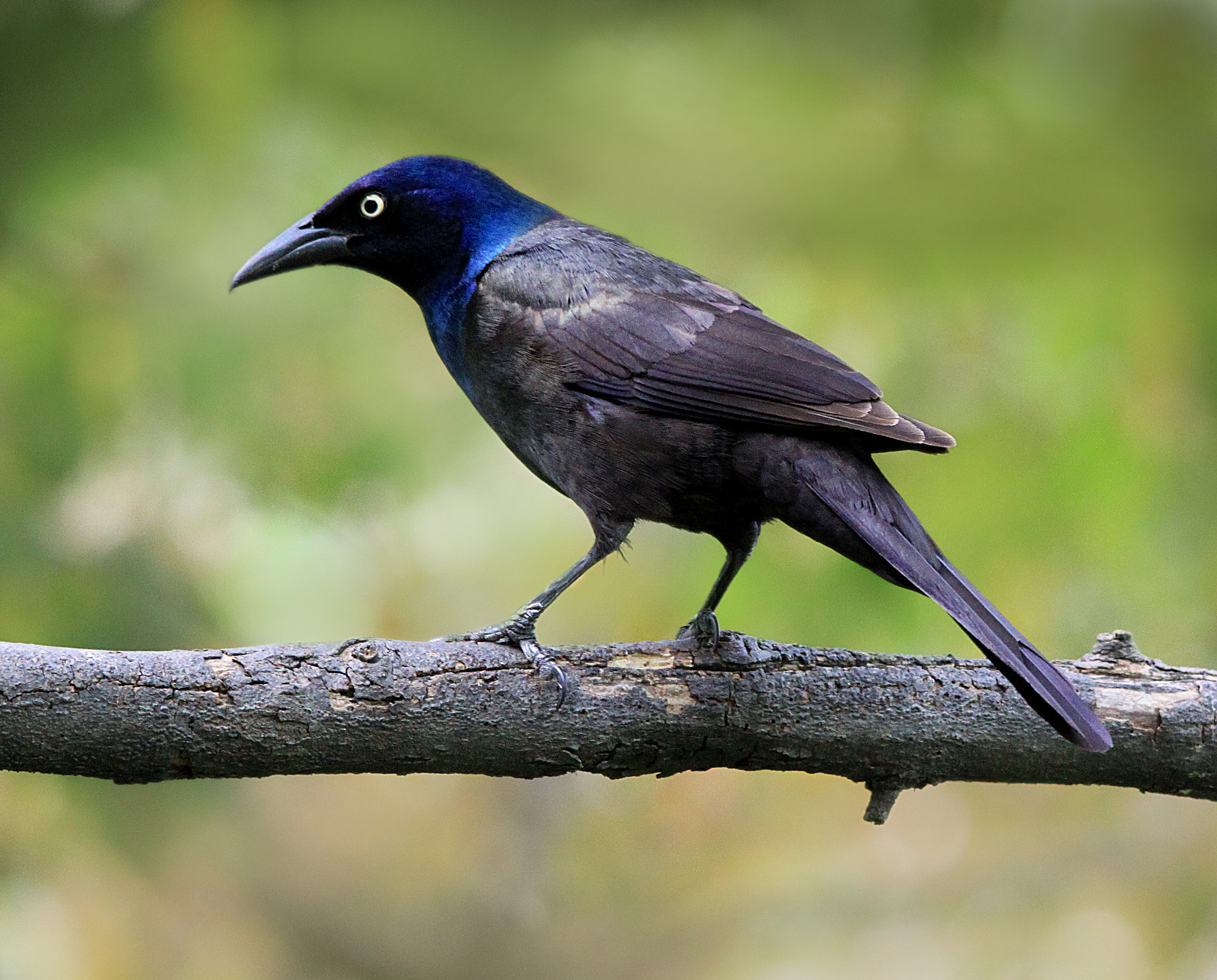 Sigma 150-500mm F5-6.3 DG OS HSM sample photo. Grackle on branch photography