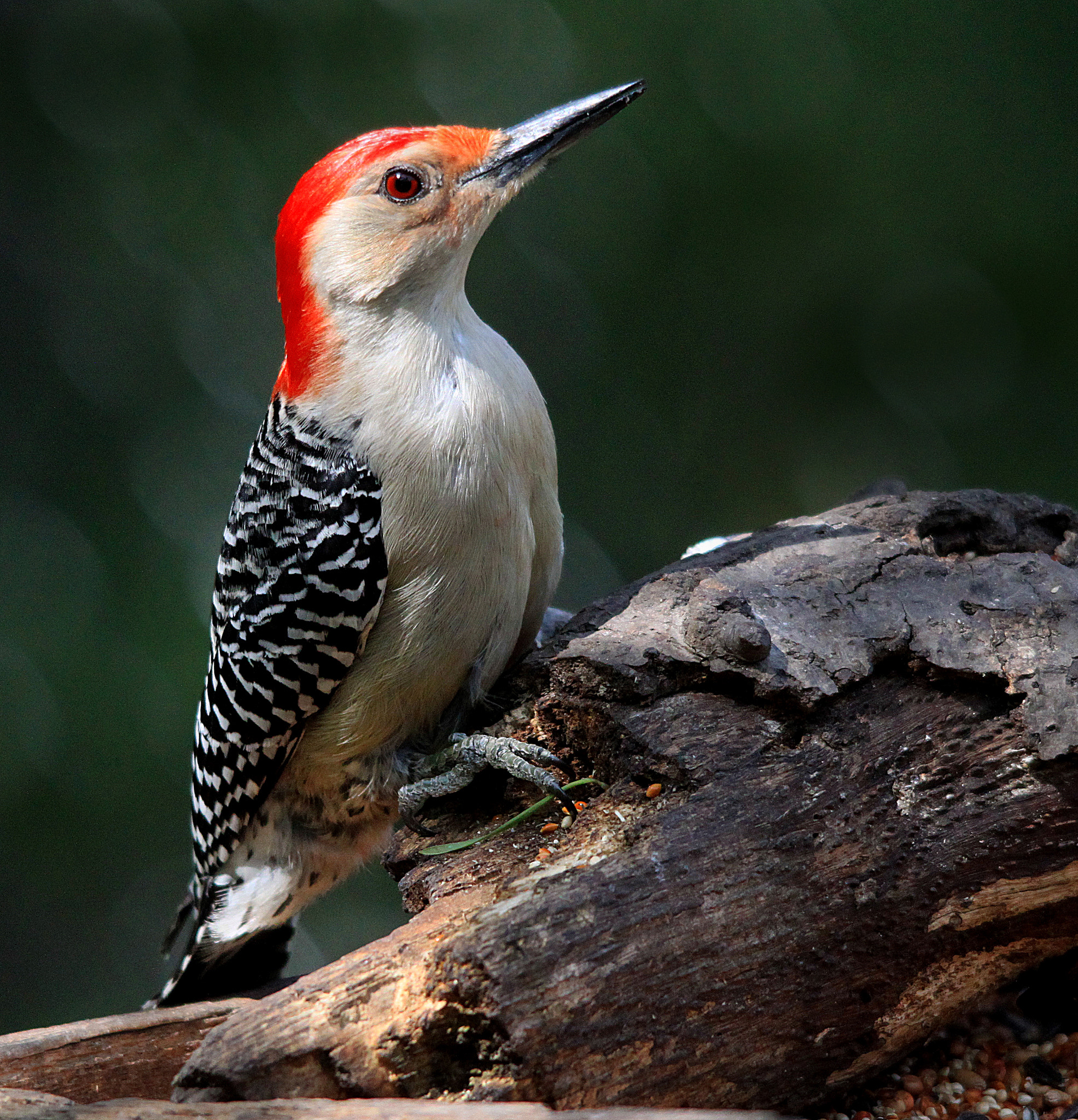 Sigma 150-500mm F5-6.3 DG OS HSM sample photo. Red-bellied woodpecker photography