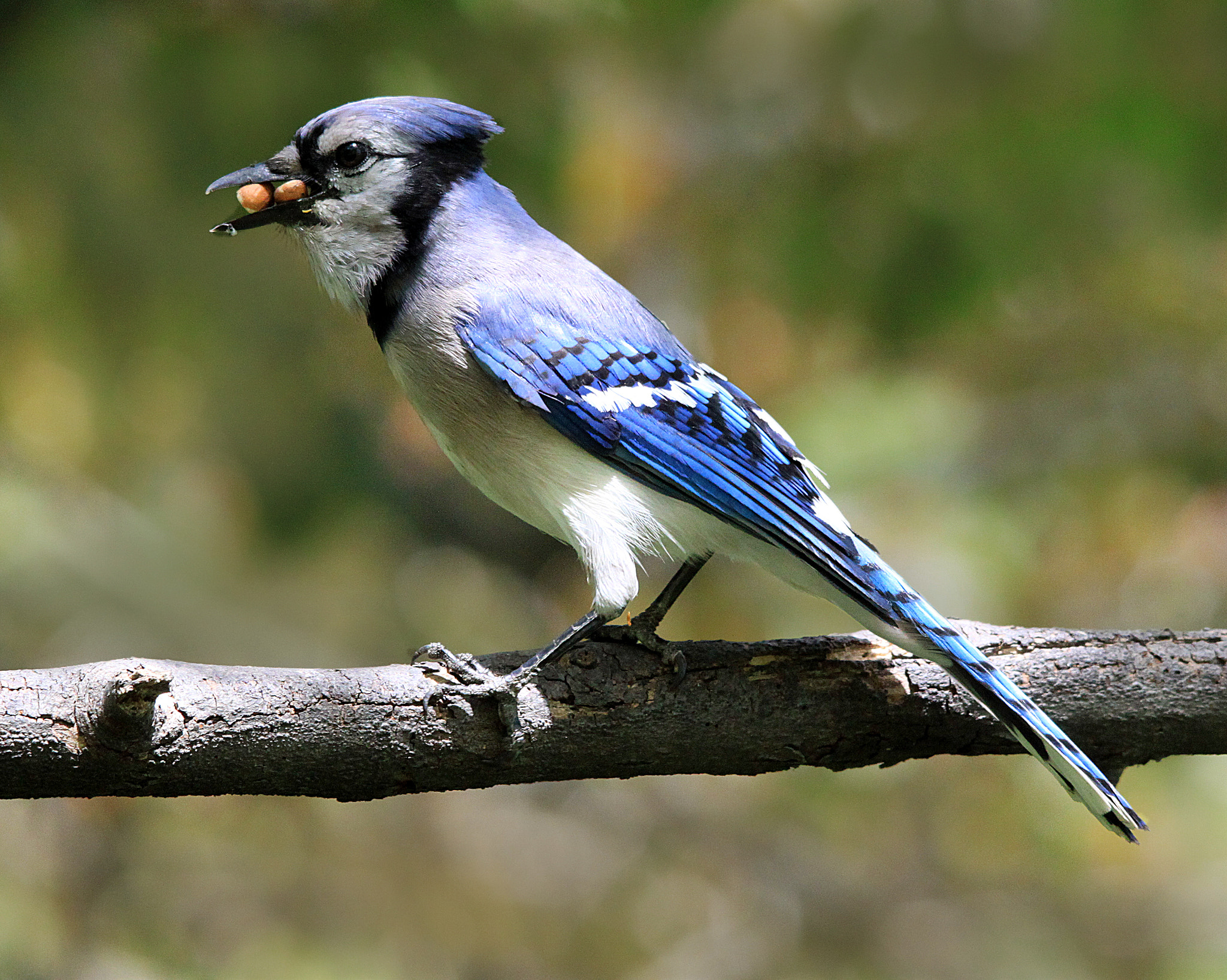 Sigma 150-500mm F5-6.3 DG OS HSM sample photo. Bluejay with nuts photography