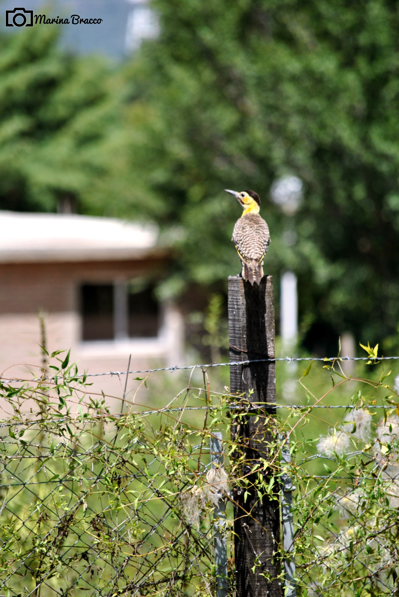 Nikon D3000 sample photo. Looking to the sky photography