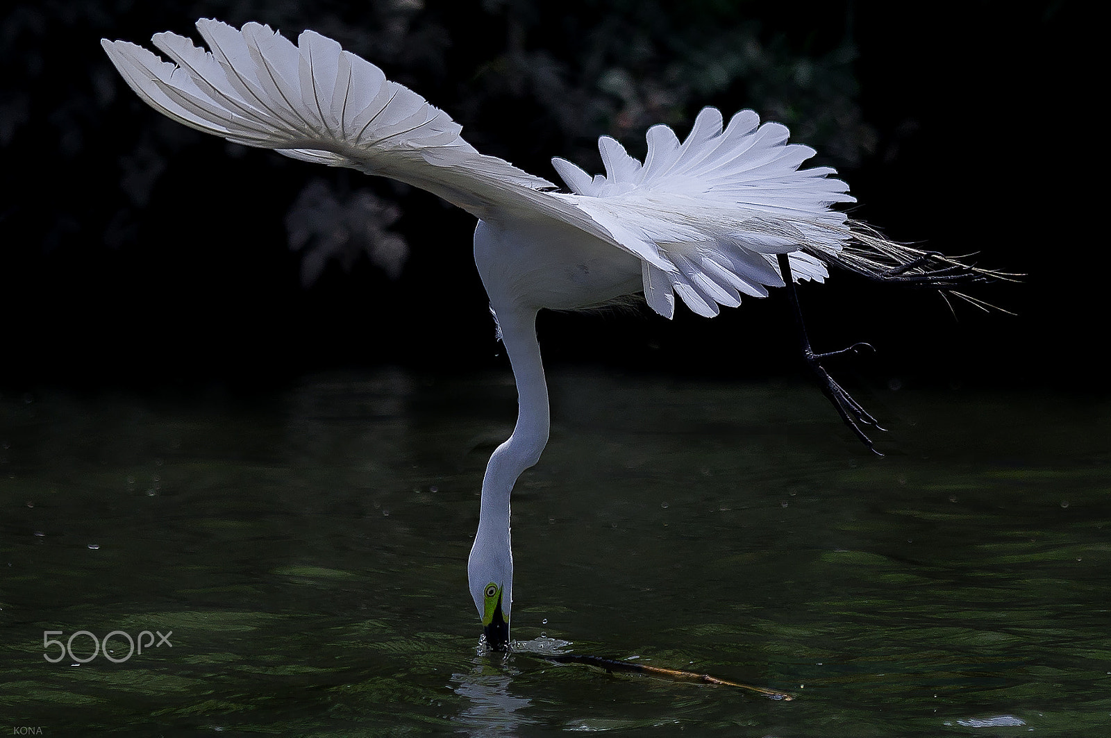 Nikon AF-S Nikkor 400mm F2.8G ED VR II sample photo. Sagi photography