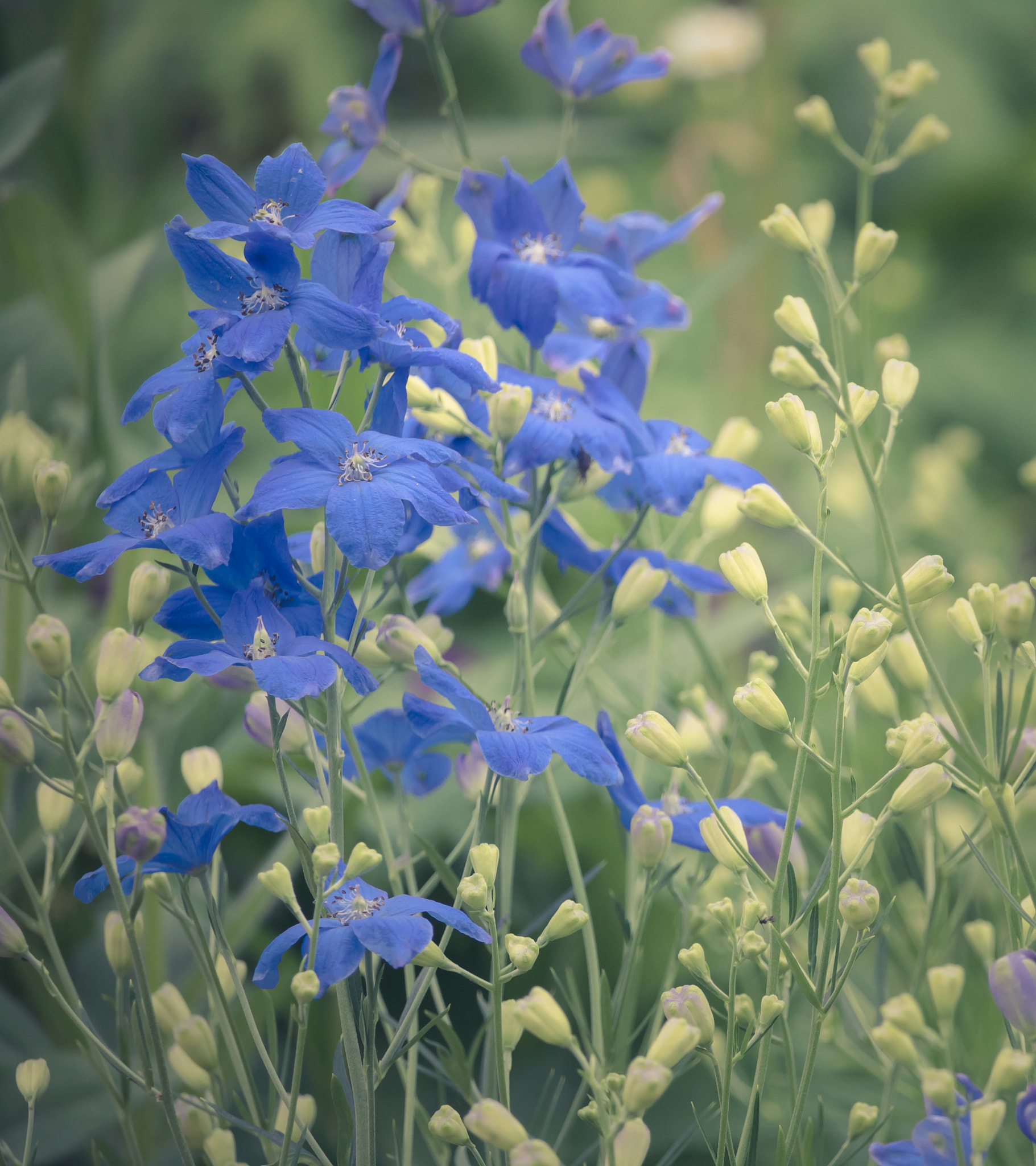 Canon EOS 760D (EOS Rebel T6s / EOS 8000D) sample photo. Blues photography