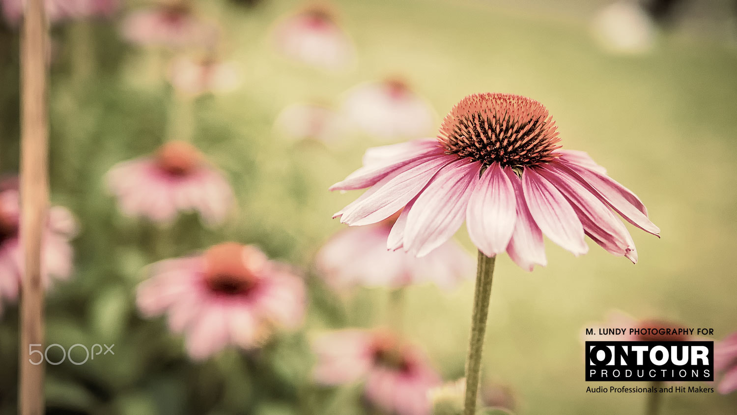 Panasonic Lumix DMC-GH4 + Panasonic Leica DG Summilux 25mm F1.4 II ASPH sample photo. Spaceship flower photography