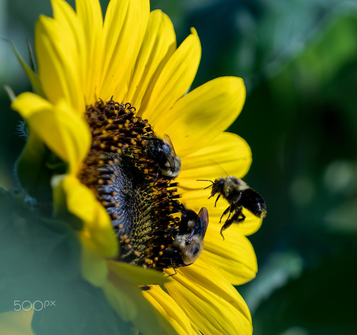 Sony a6300 + Sony FE 70-200mm F4 G OSS sample photo. Work in progress photography