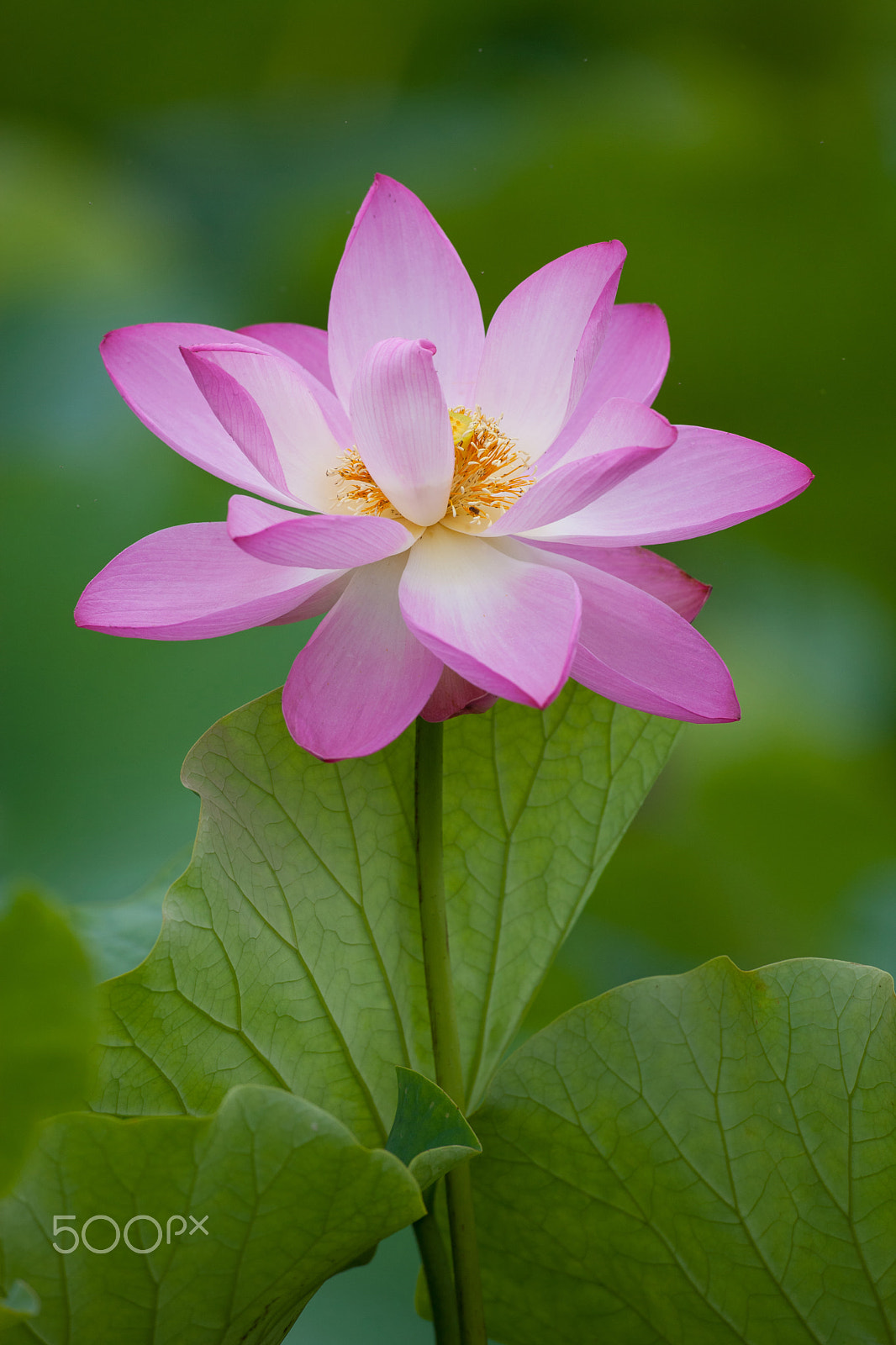 Canon EF 600mm f/4L IS sample photo. Lotus photography