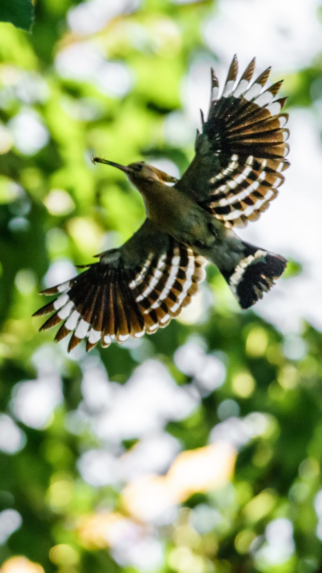 Sony 70-400mm F4-5.6 G SSM II sample photo