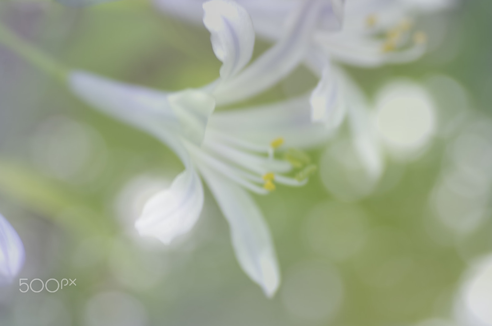 Pentax K-30 + Tamron SP AF 90mm F2.8 Di Macro sample photo. Agapanthus photography
