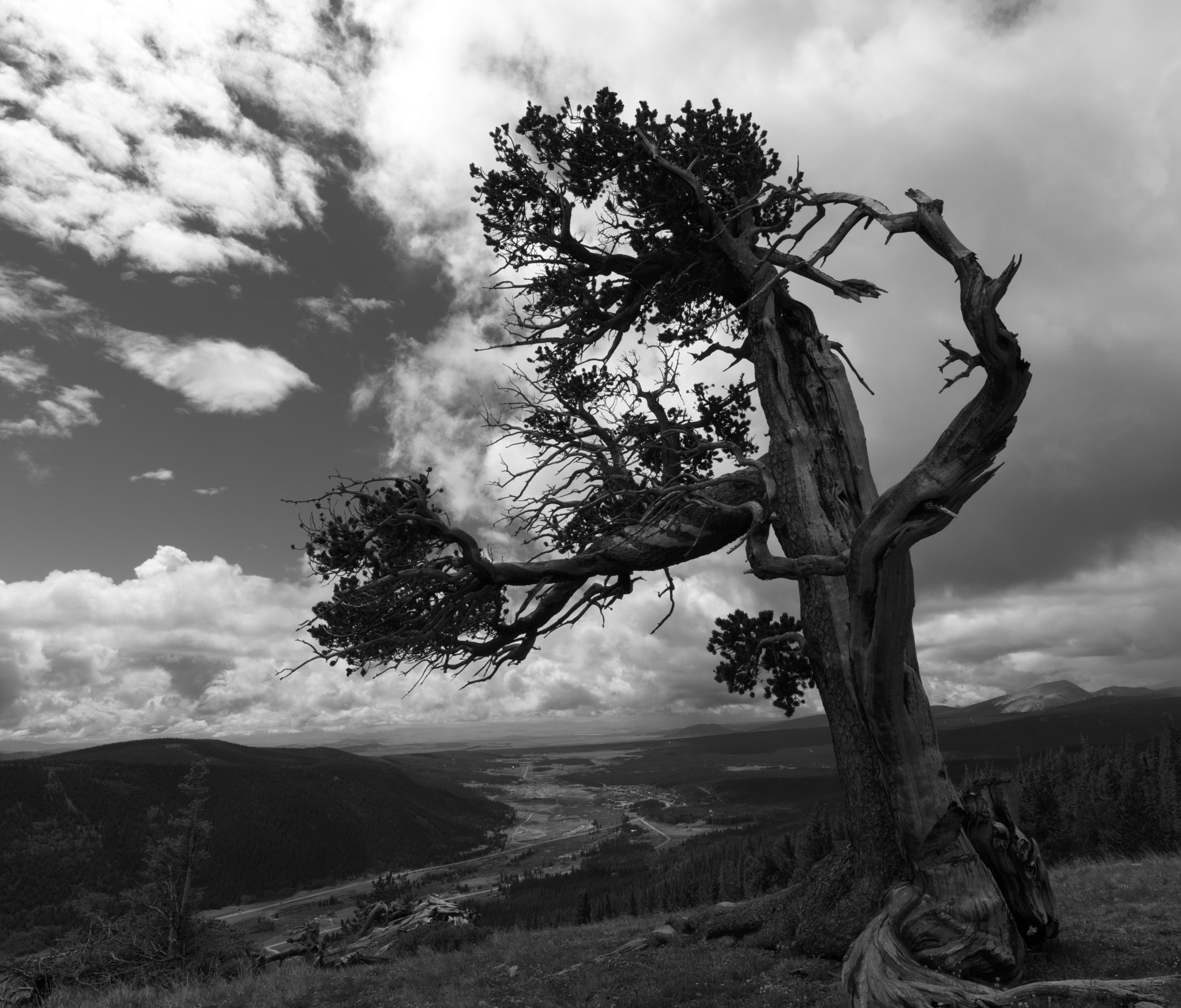 Hasselblad H5D-50 + HCD 28 sample photo. 2000 year old bristlecone photography