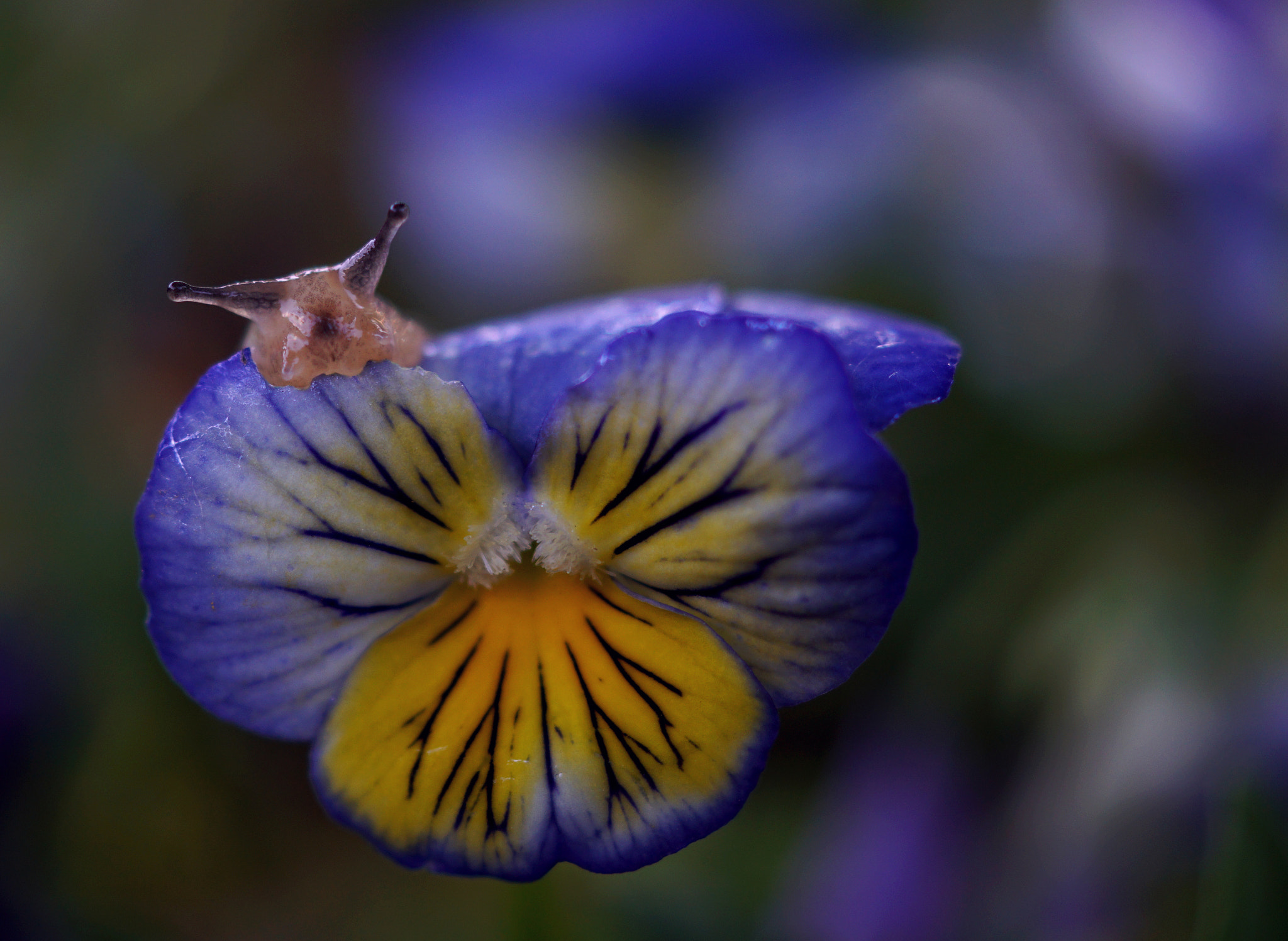 Sony DT 30mm F2.8 Macro SAM sample photo. Caught !! photography