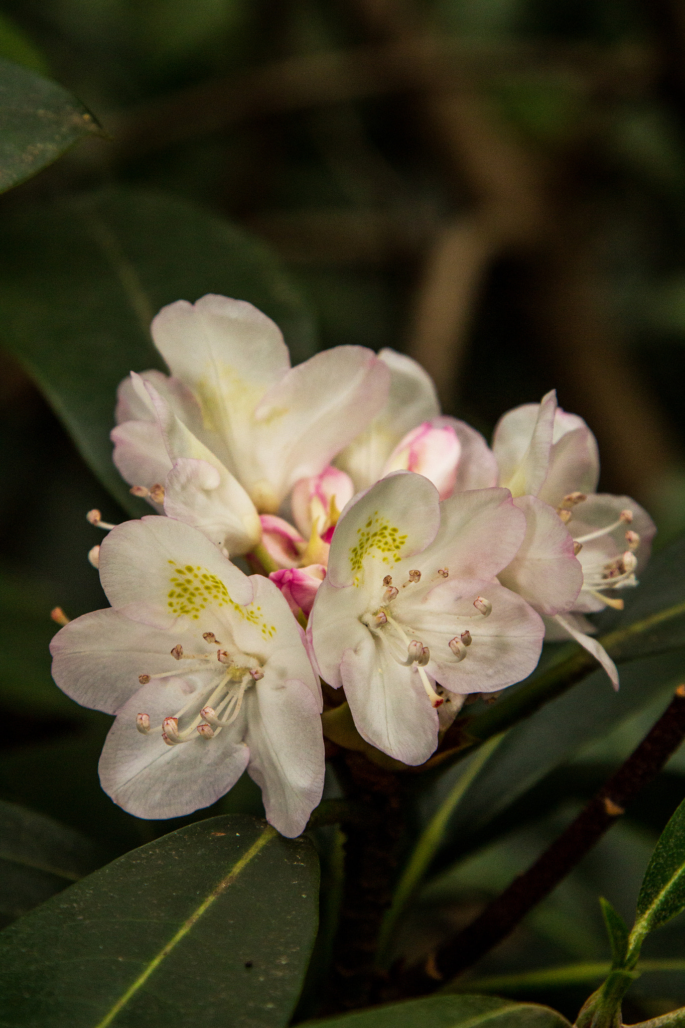Canon EOS 650D (EOS Rebel T4i / EOS Kiss X6i) sample photo. Beauty awaits photography