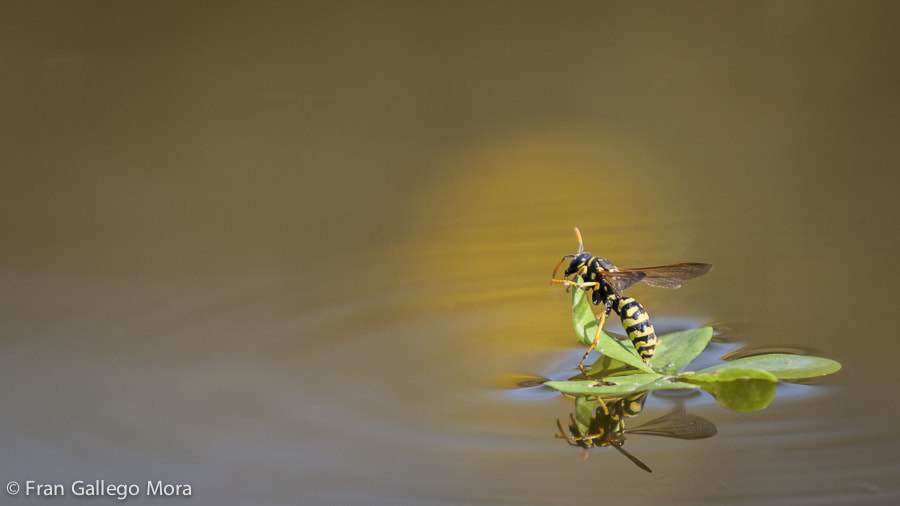 Canon EOS 5D Mark II + Canon EF 70-200mm F2.8L IS USM sample photo. Navegando photography