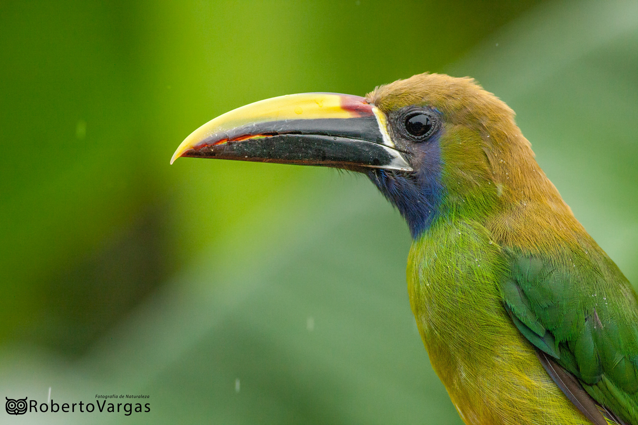 Canon EOS 40D + Canon EF 400mm F5.6L USM sample photo. Aulacorhynchus prasinus / tucancillo verde / emerald toucanet photography
