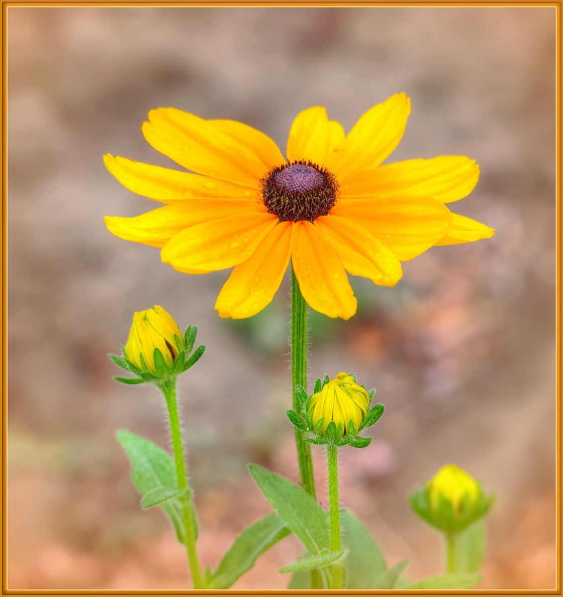 Sigma 120-400mm F4.5-5.6 DG OS HSM sample photo. Fine yellowness photography