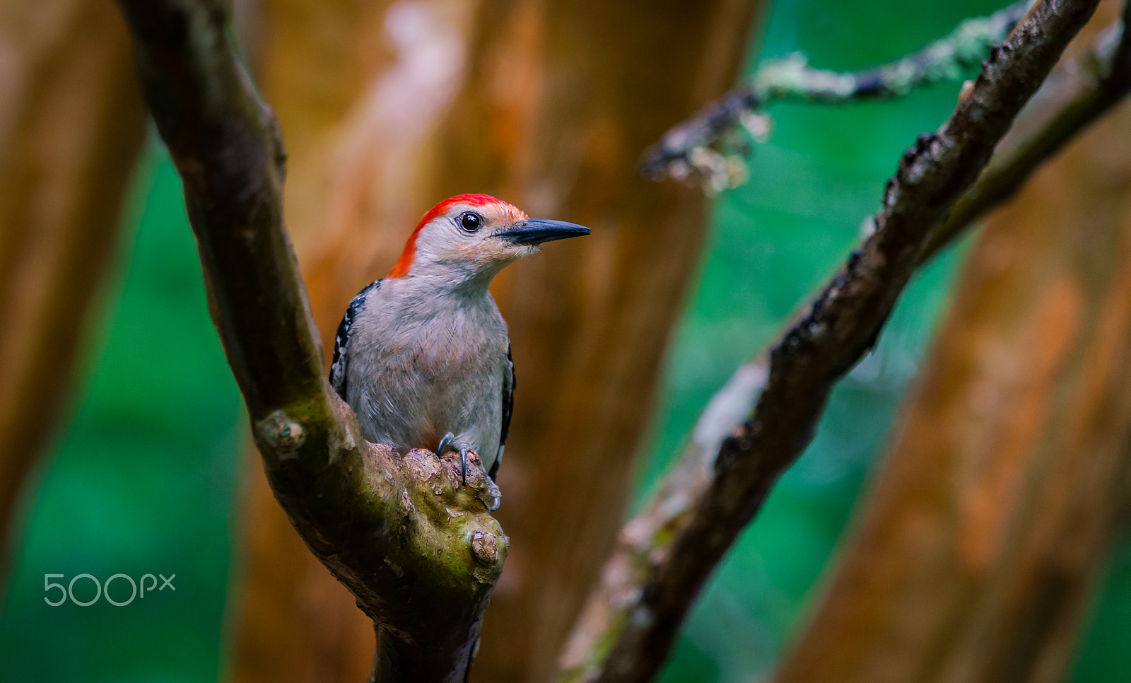 Sony a99 II sample photo. Red-bellied woodpecker photography