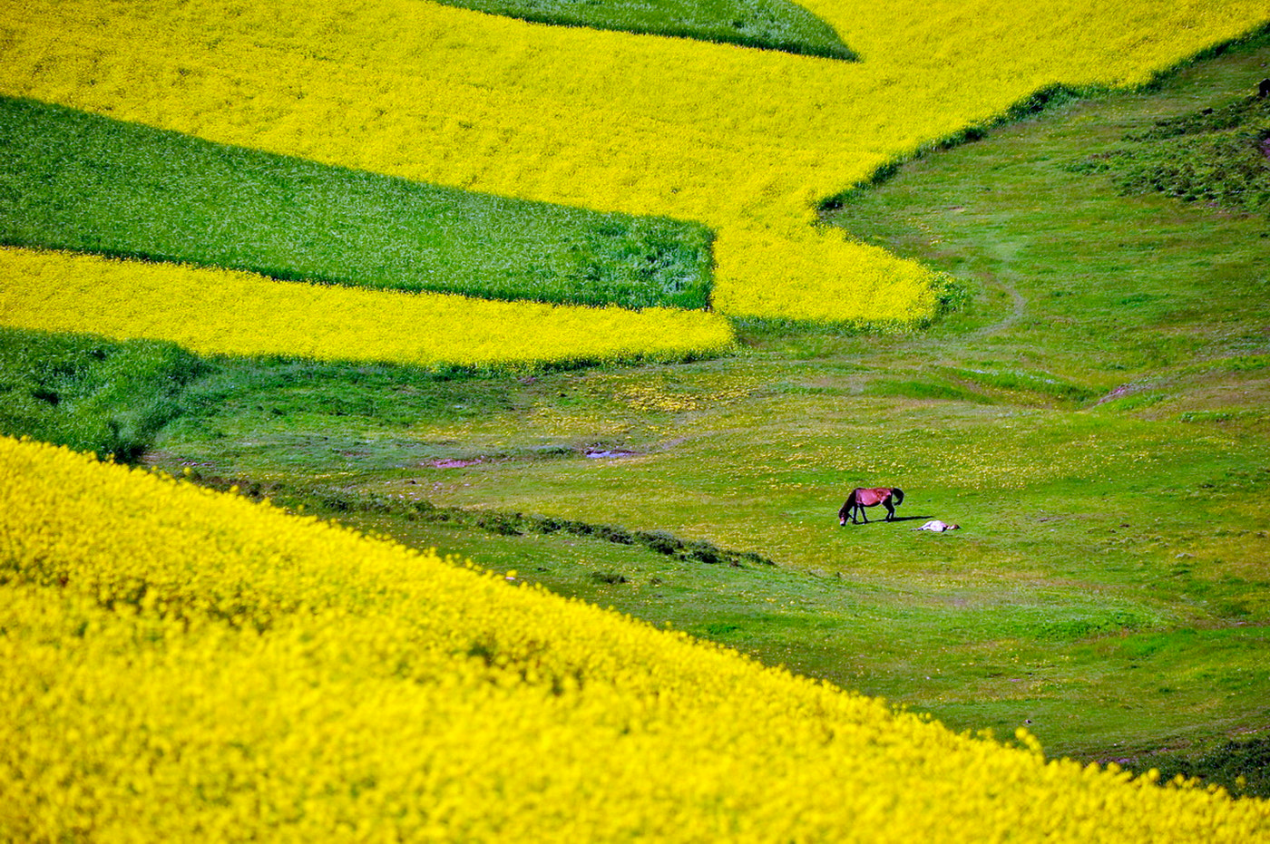 Sigma 150-500mm F5-6.3 DG OS HSM sample photo. Rapeseed fields photography