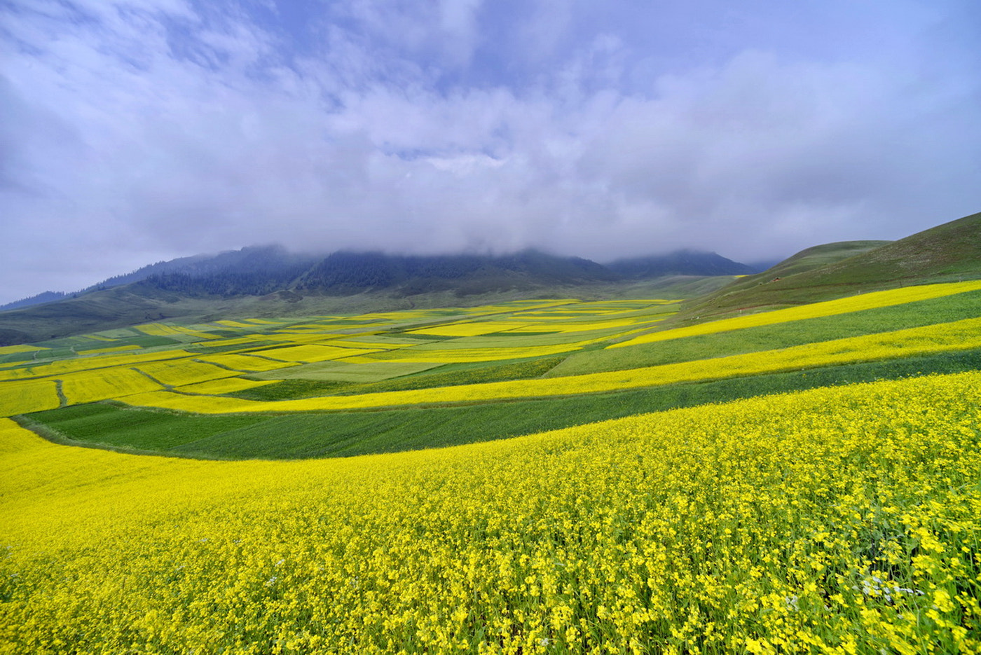 Nikon D800E + Nikon AF Nikkor 14mm F2.8D ED sample photo. Rapeseed fields photography