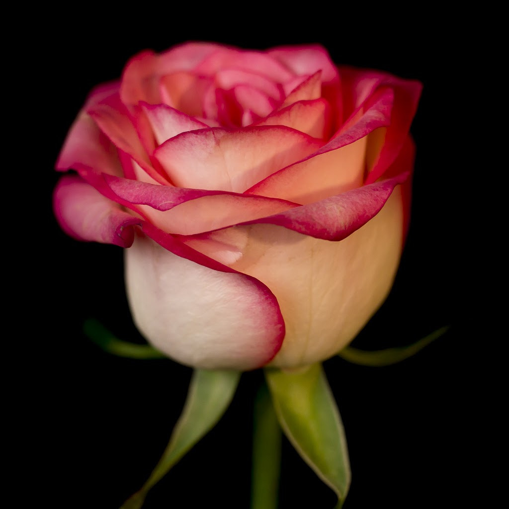 Olympus M.Zuiko Digital ED 60mm F2.8 Macro sample photo. The rose.... photography