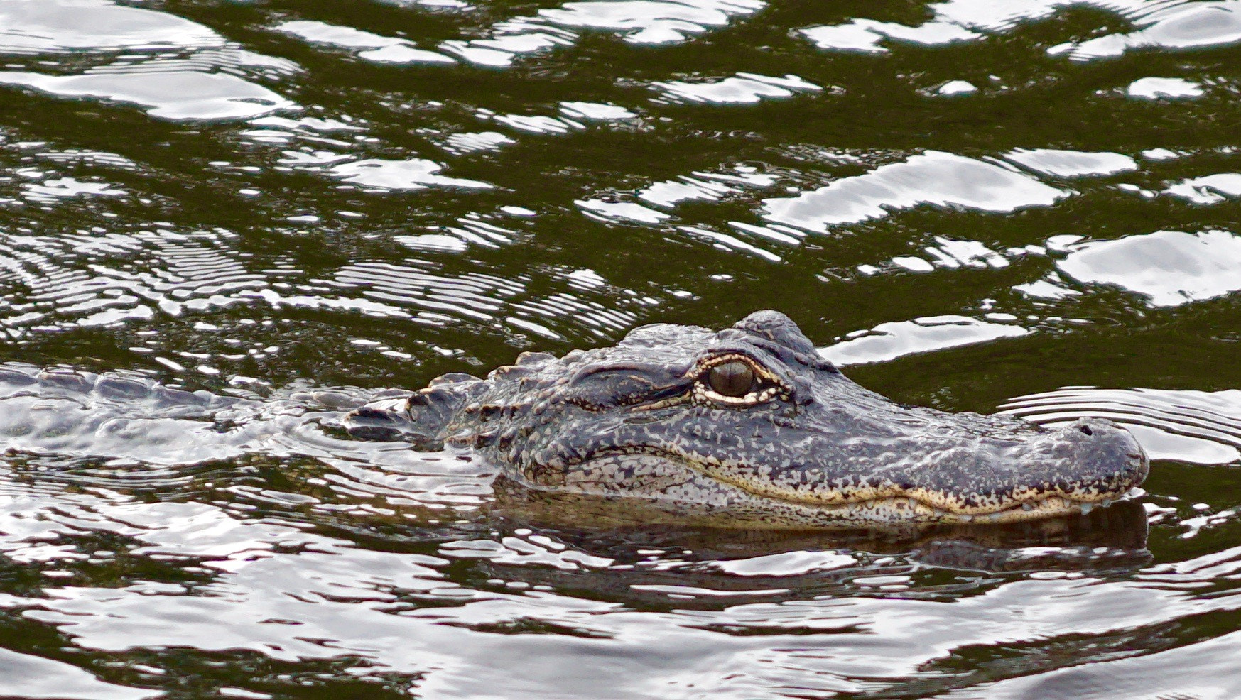 Sony ILCA-77M2 sample photo. I got my eye on you! photography