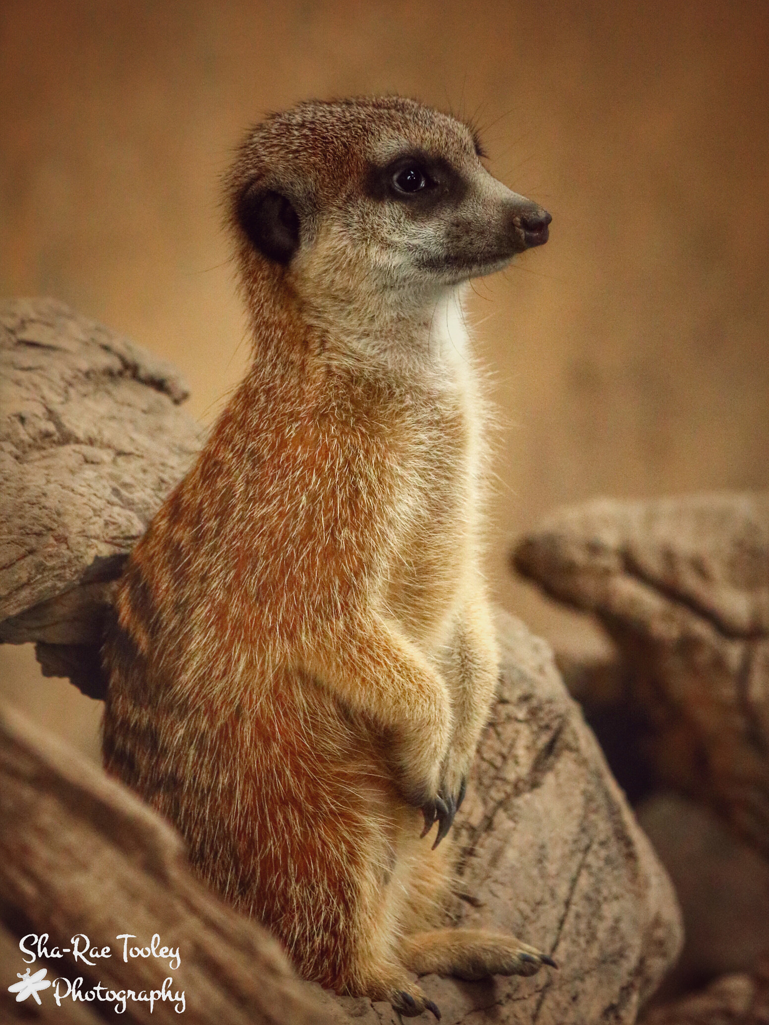 Canon EOS 750D (EOS Rebel T6i / EOS Kiss X8i) + Canon EF 70-300mm F4-5.6 IS USM sample photo. Meerkat at the calgary zoo photography