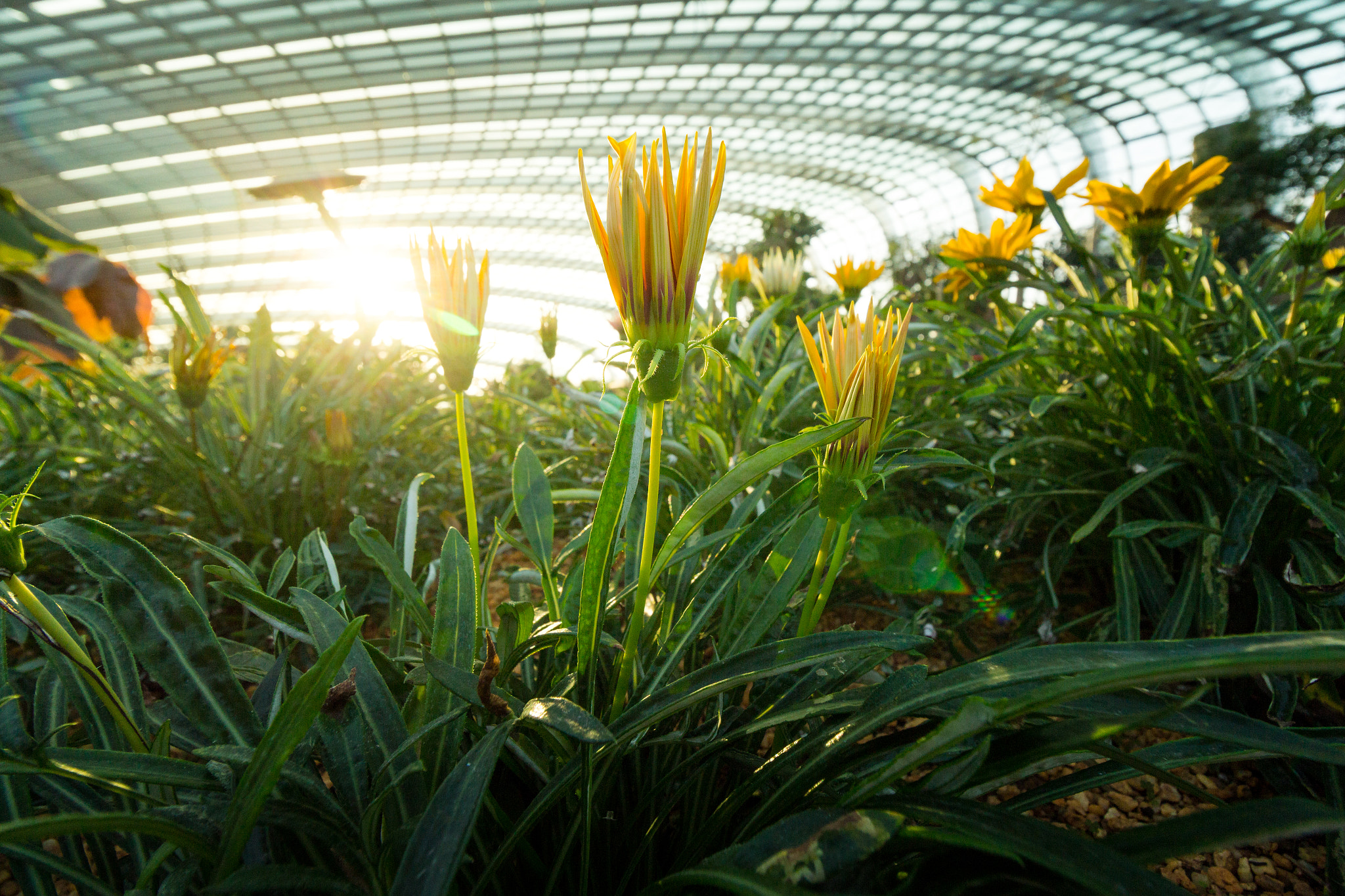 Canon EOS 650D (EOS Rebel T4i / EOS Kiss X6i) + Canon EF-S 10-18mm F4.5–5.6 IS STM sample photo. Sunset at flower dome photography