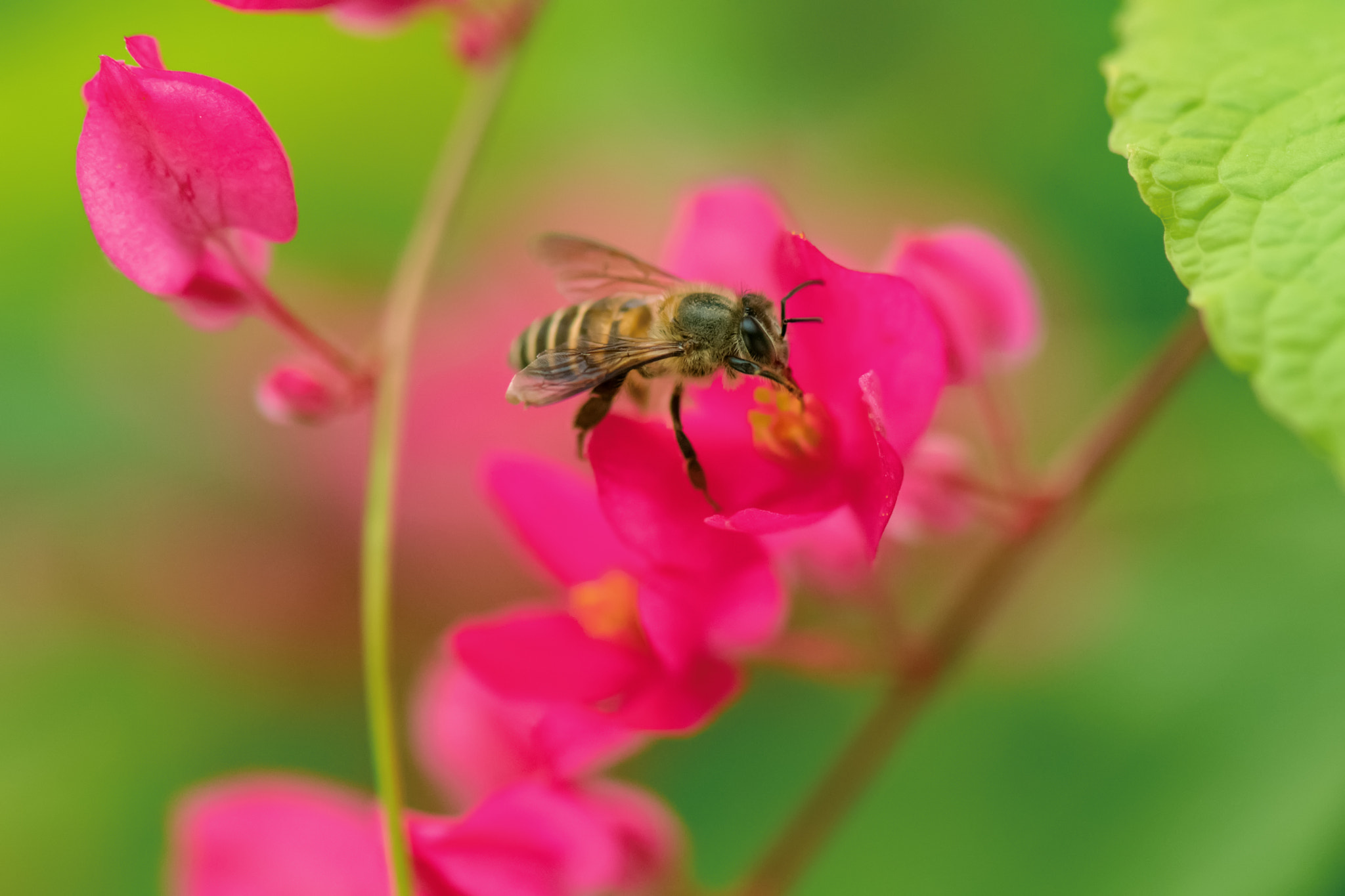 Nikon D5 sample photo. Bee photography
