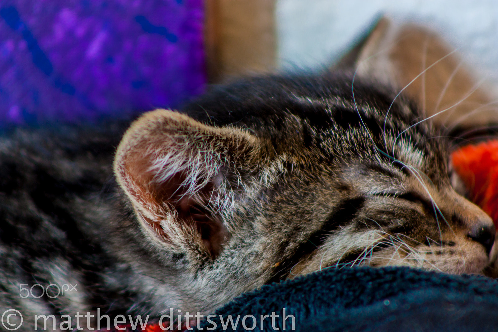 Canon EF 75-300mm f/4-5.6 USM sample photo. Close up of kitten sleeping photography