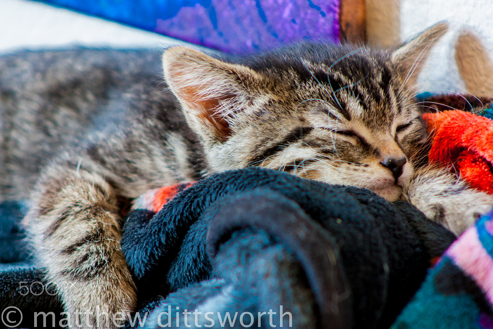 Canon EF 75-300mm f/4-5.6 USM sample photo. Cat sleeping on a blanket photography