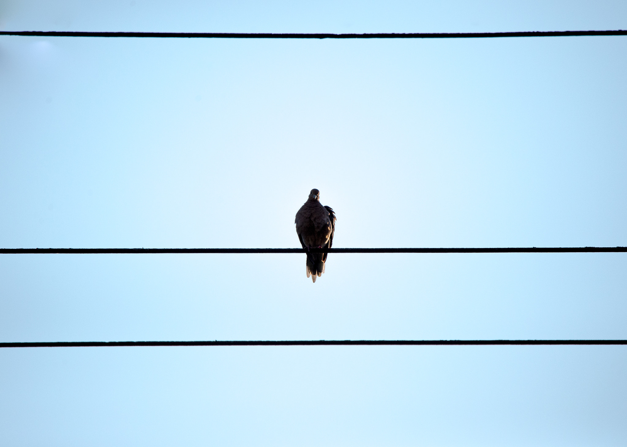 Nikon Df sample photo. Mourning above photography
