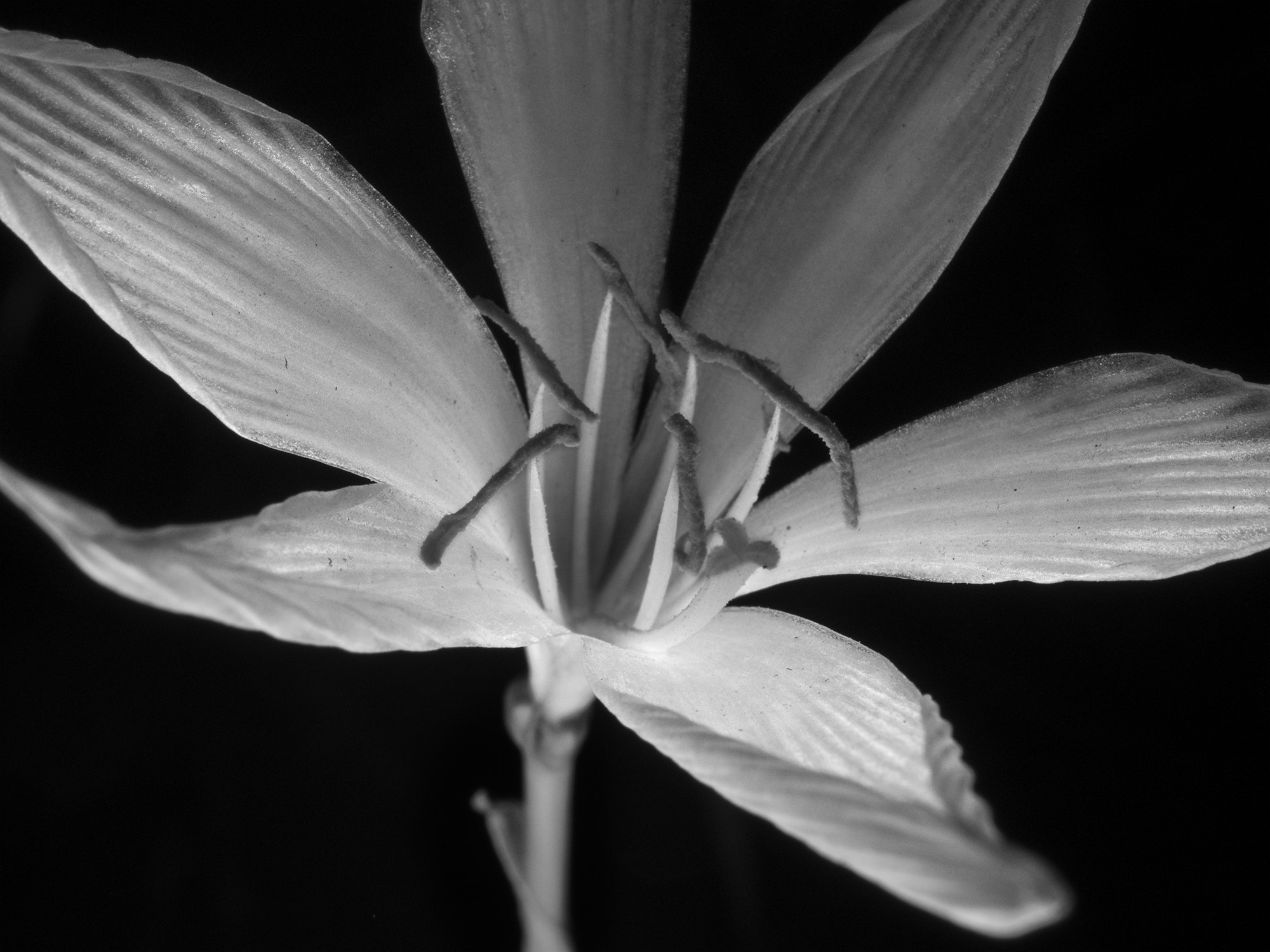 Olympus OM-D E-M1 + Panasonic Lumix G Macro 30mm F2.8 ASPH Mega OIS sample photo. Rain lily photography