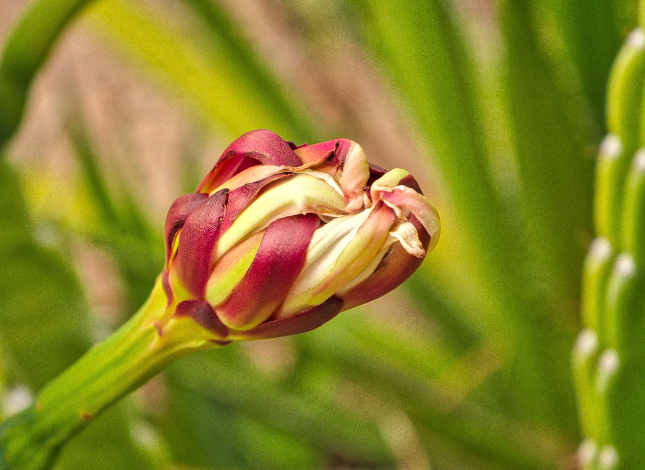 Panasonic Lumix DMC-GX7 sample photo. Cactus flower photography