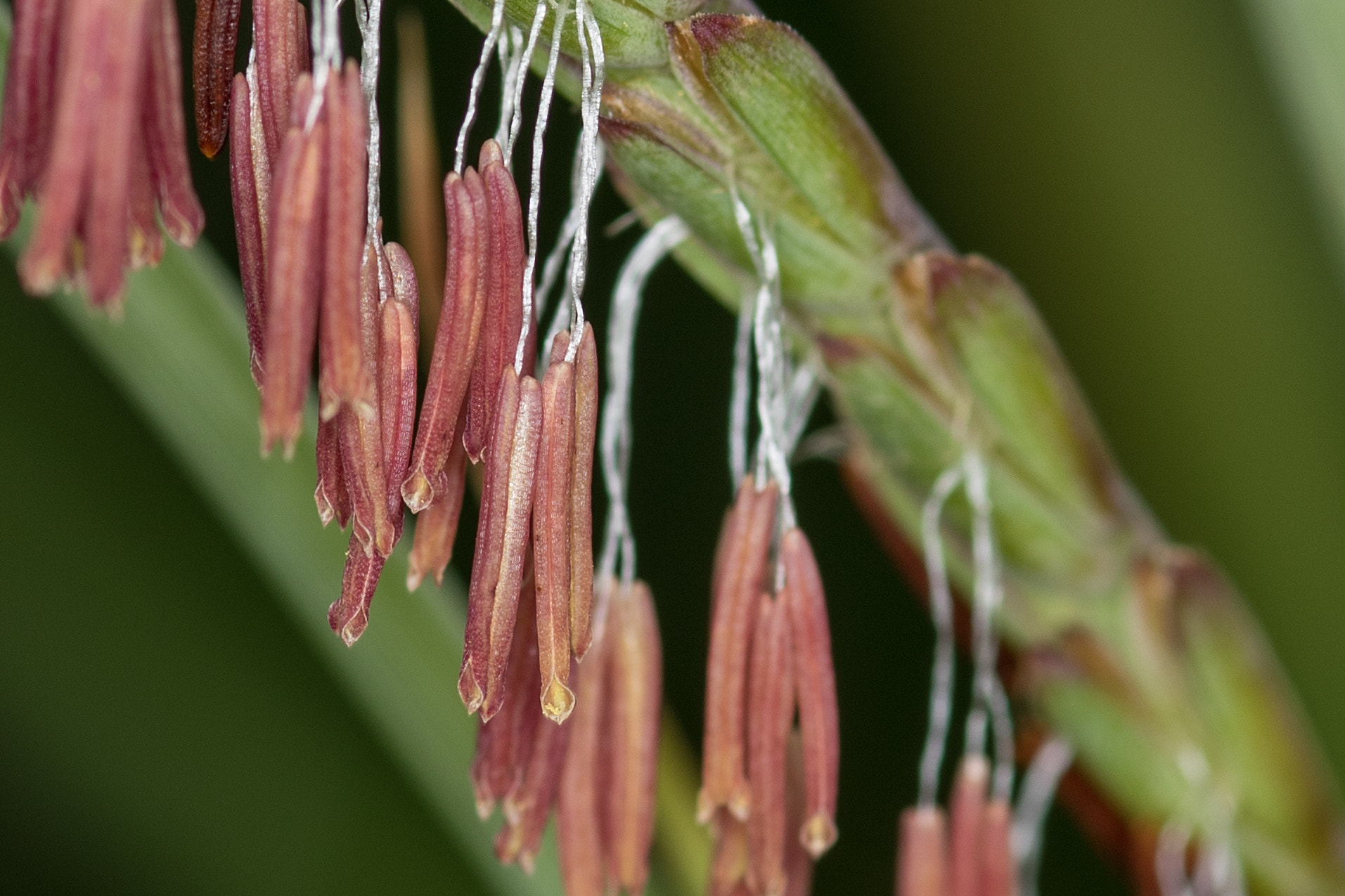 Sigma 105mm F2.8 EX DG Macro sample photo. Gamagrass photography