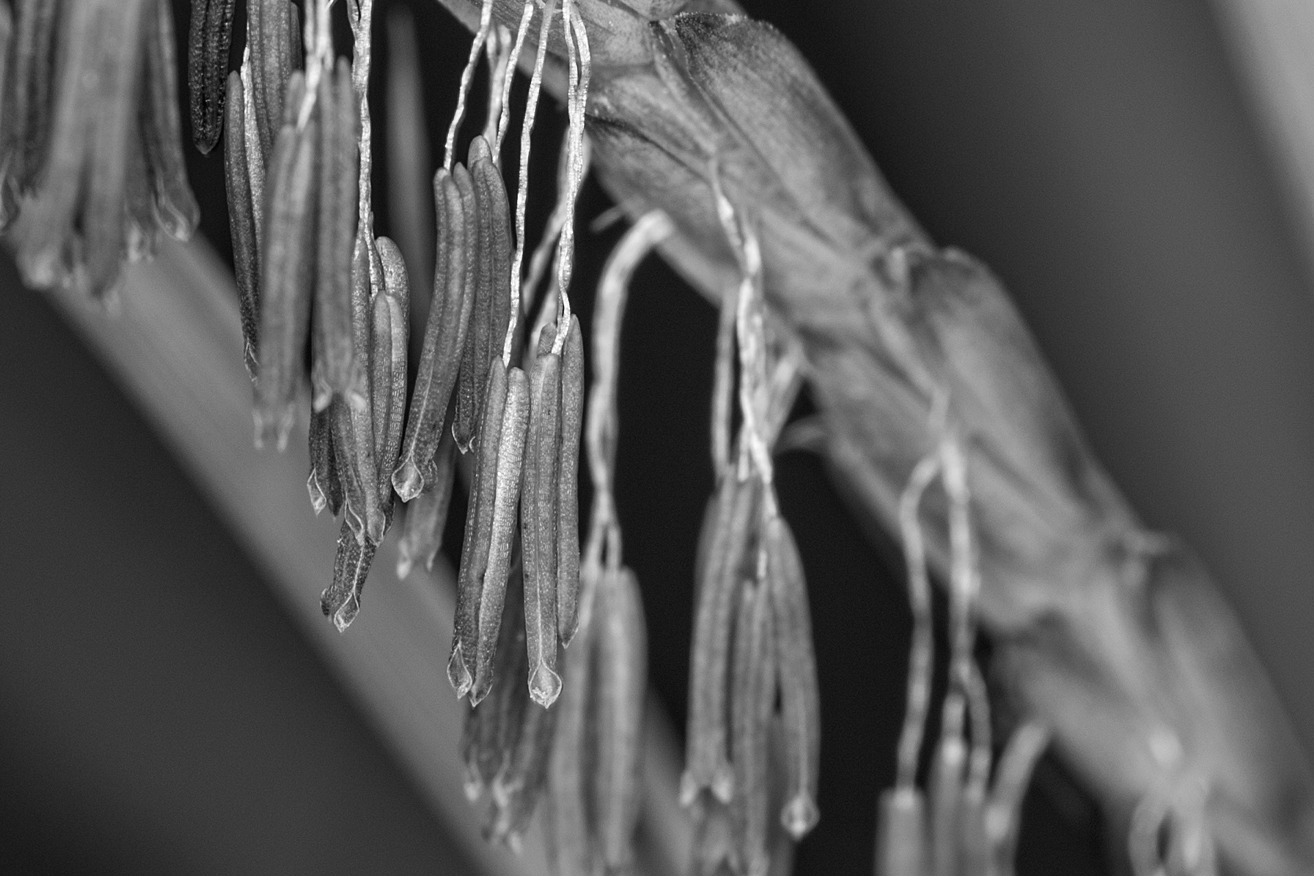 Sigma 105mm F2.8 EX DG Macro sample photo. Gamagrass b & w photography