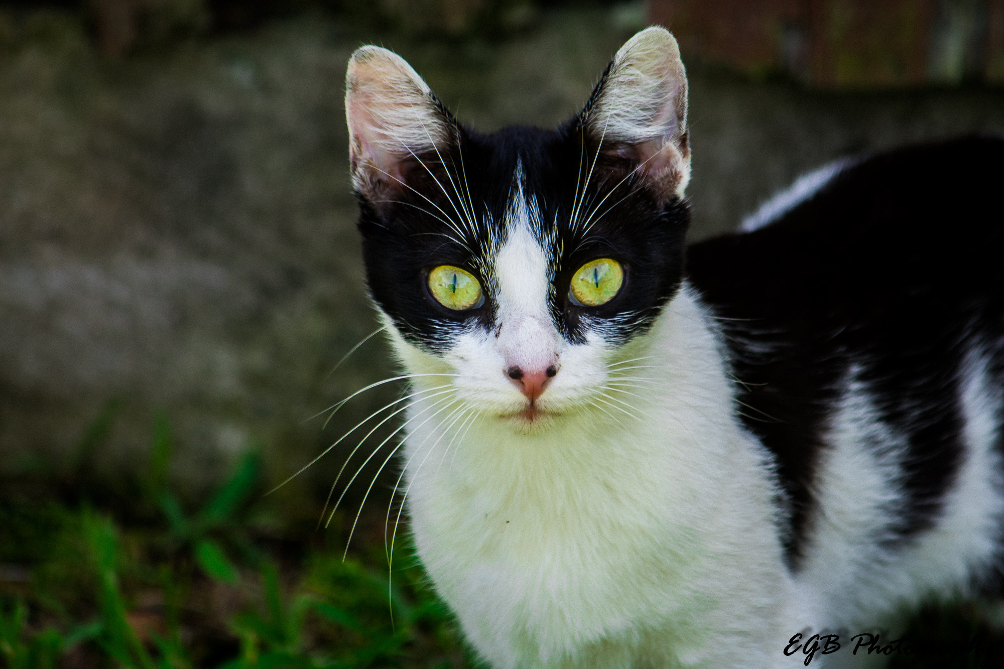 Canon EF-S 55-250mm F4-5.6 IS sample photo. Pretty kitty photography