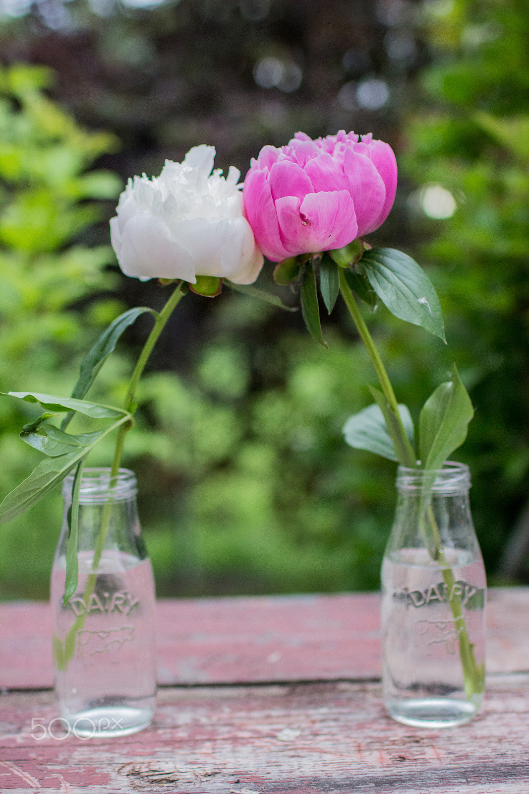 Canon EOS 600D (Rebel EOS T3i / EOS Kiss X5) + Canon EF 35mm F1.4L USM sample photo. Snow white and rose red photography