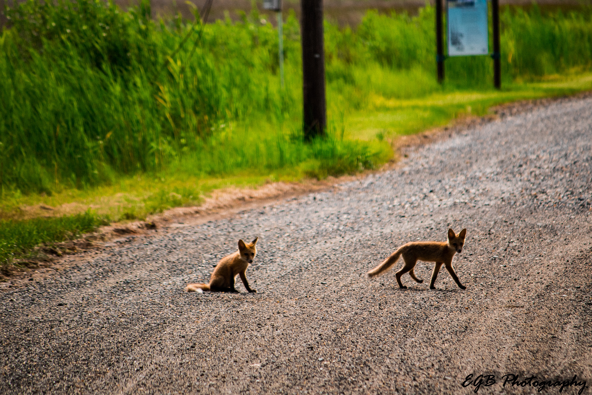 Canon EF-S 55-250mm F4-5.6 IS sample photo. 2 little rascals photography