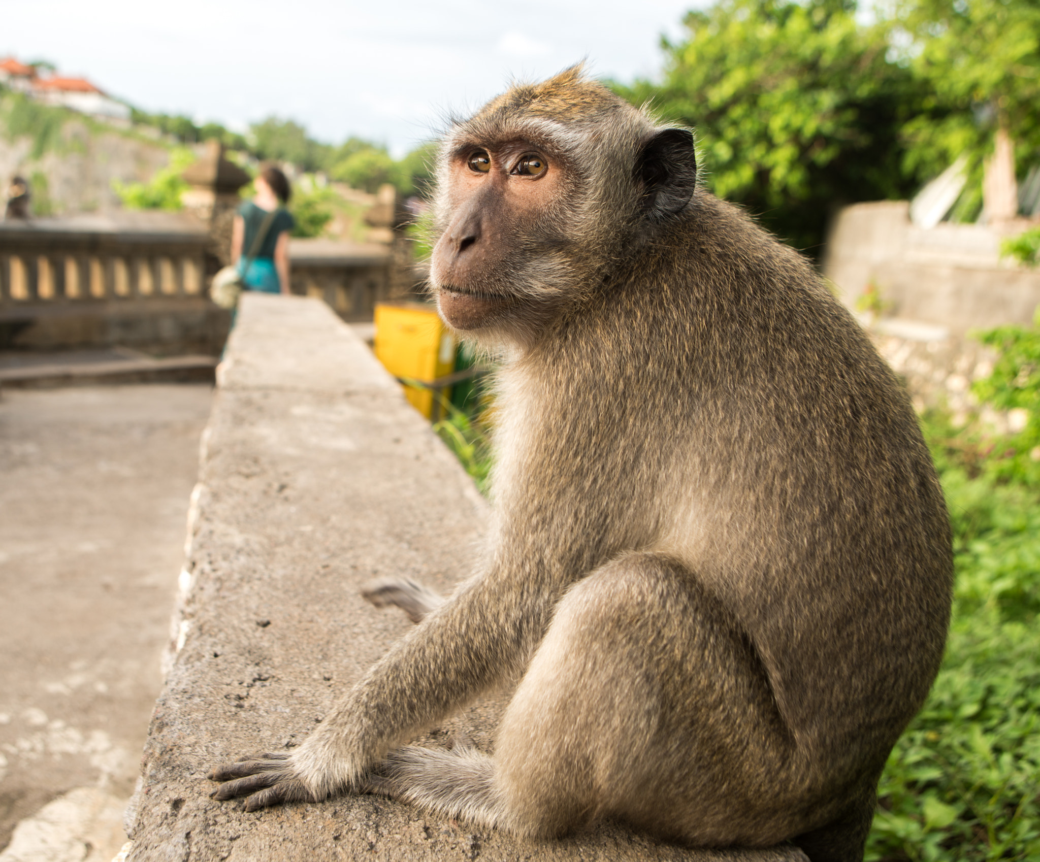 Sony a7R II + Canon EF 24-70mm F2.8L USM sample photo. Sup monkey. photography