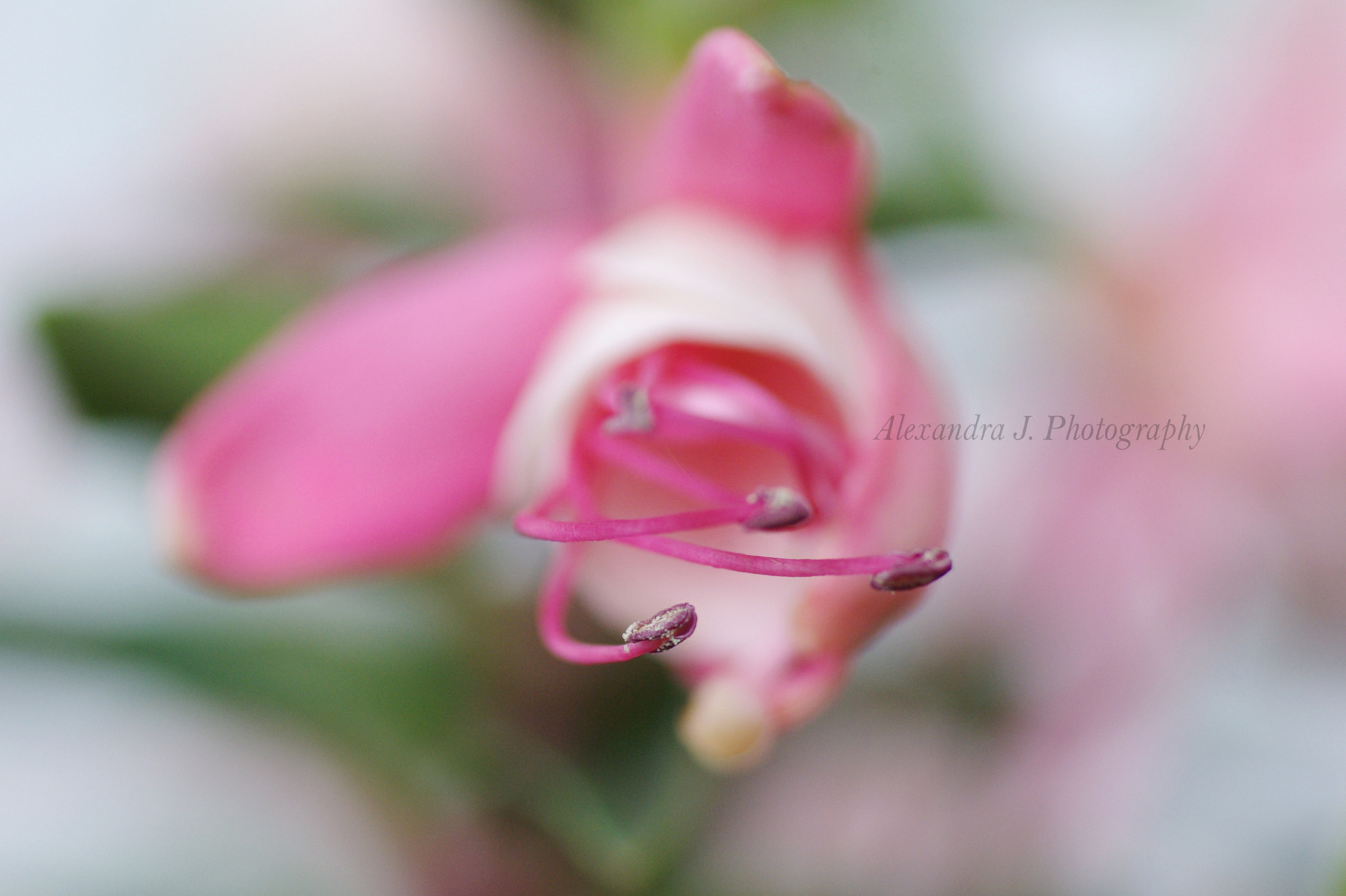 Tamron SP AF 90mm F2.8 Di Macro sample photo. Pink fuchsia - detail photography