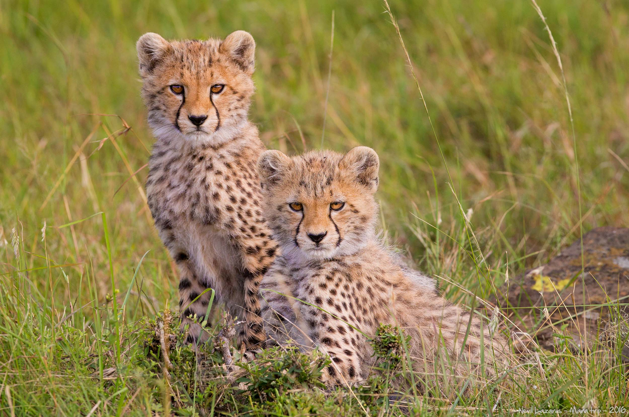 Canon EOS-1D X + Canon EF 200-400mm F4L IS USM Extender 1.4x sample photo. Cute cheetah cubs photography