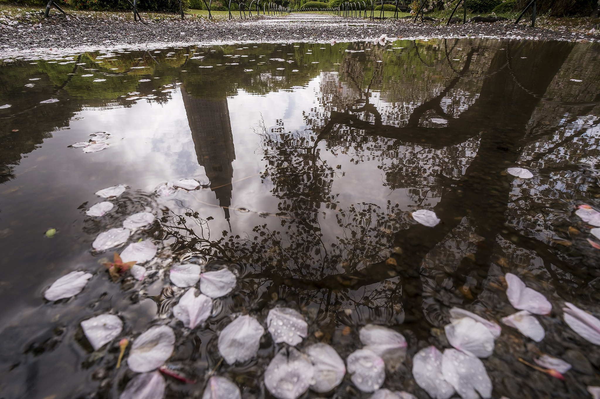 Fujifilm XF 10-24mm F4 R OIS sample photo. Cherry petals after wind and light rain photography