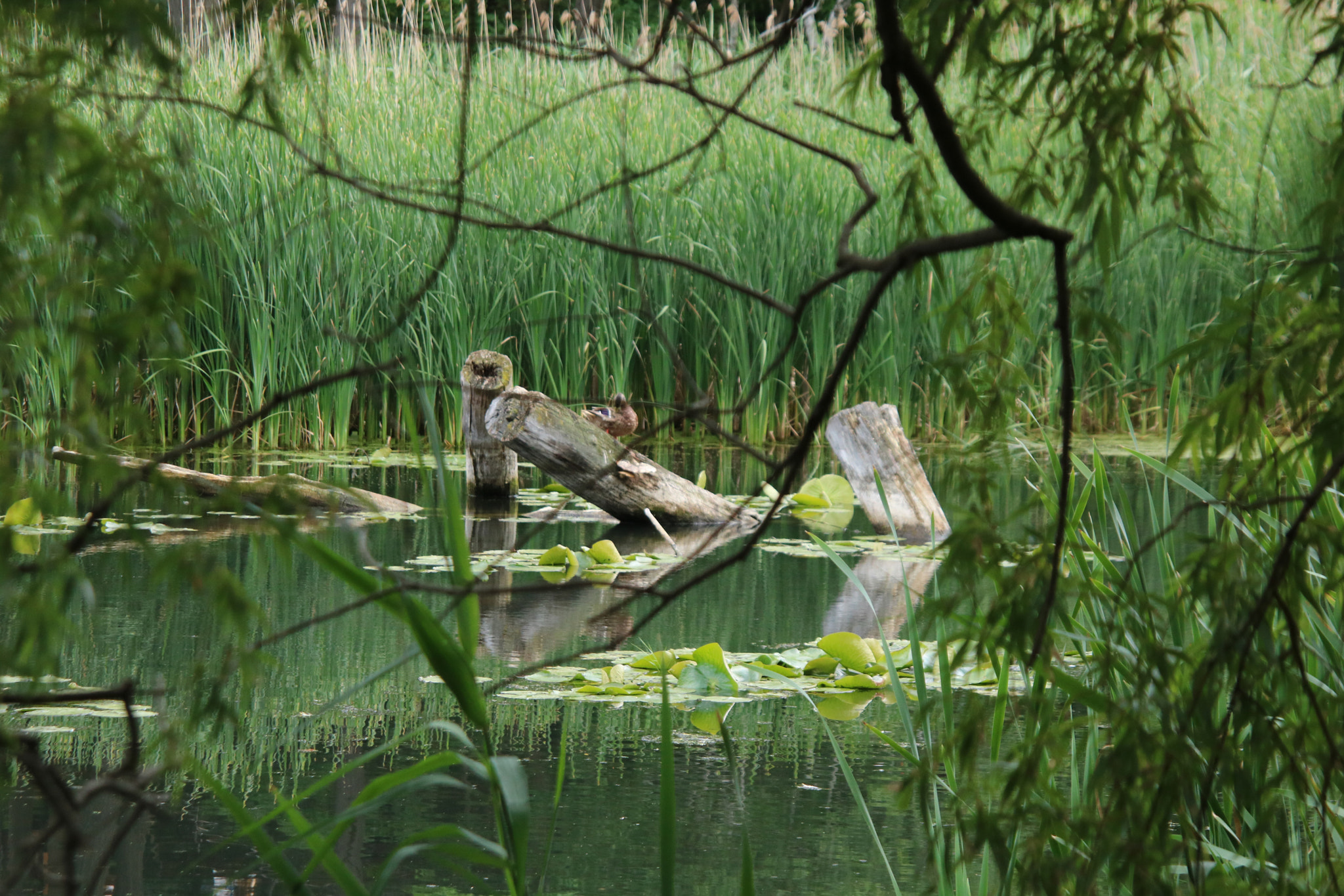 Canon EOS 760D (EOS Rebel T6s / EOS 8000D) sample photo. Still pond photography