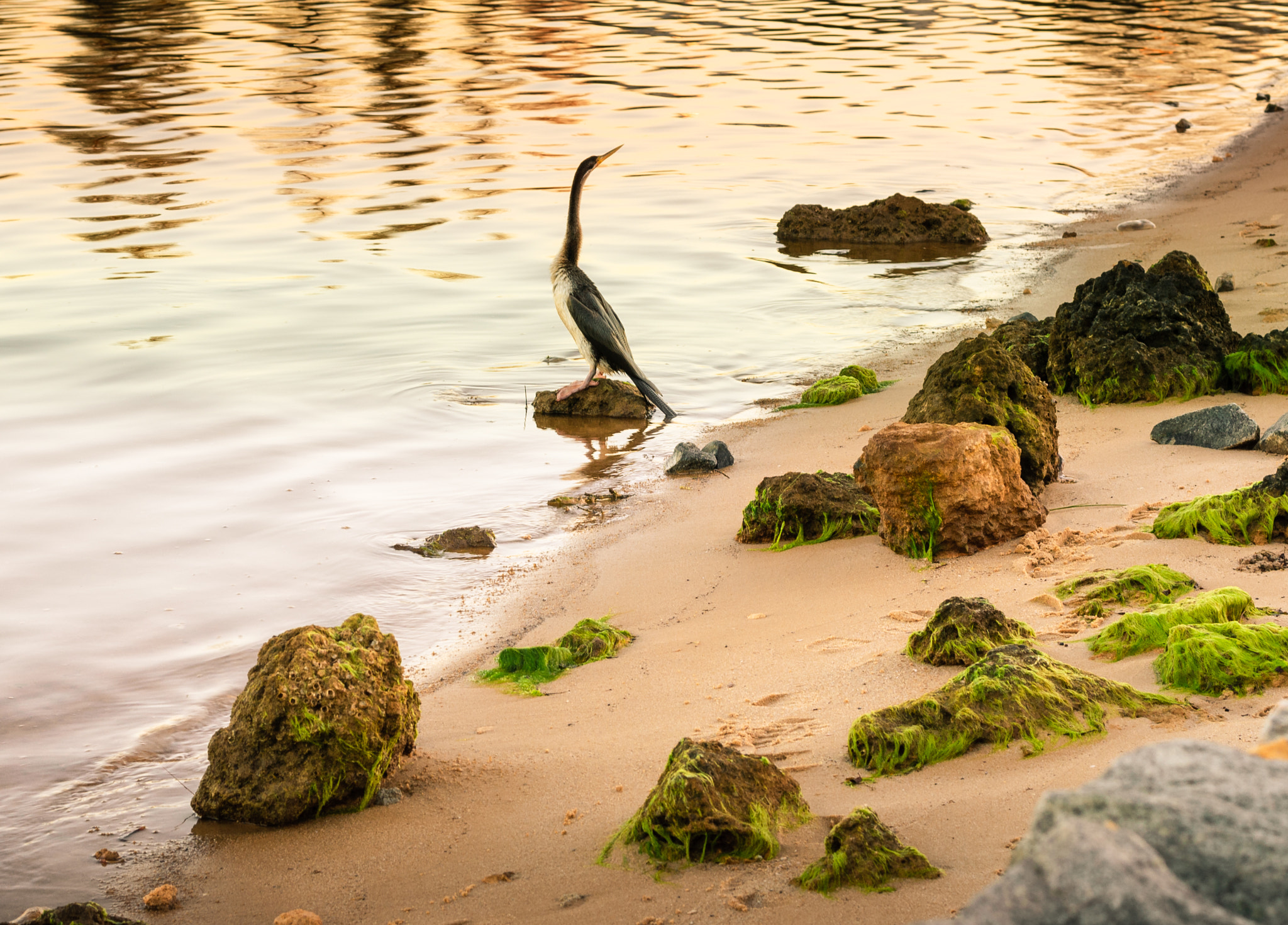 Nikon D60 + Nikon AF-S Nikkor 50mm F1.8G sample photo. Land of the heron photography