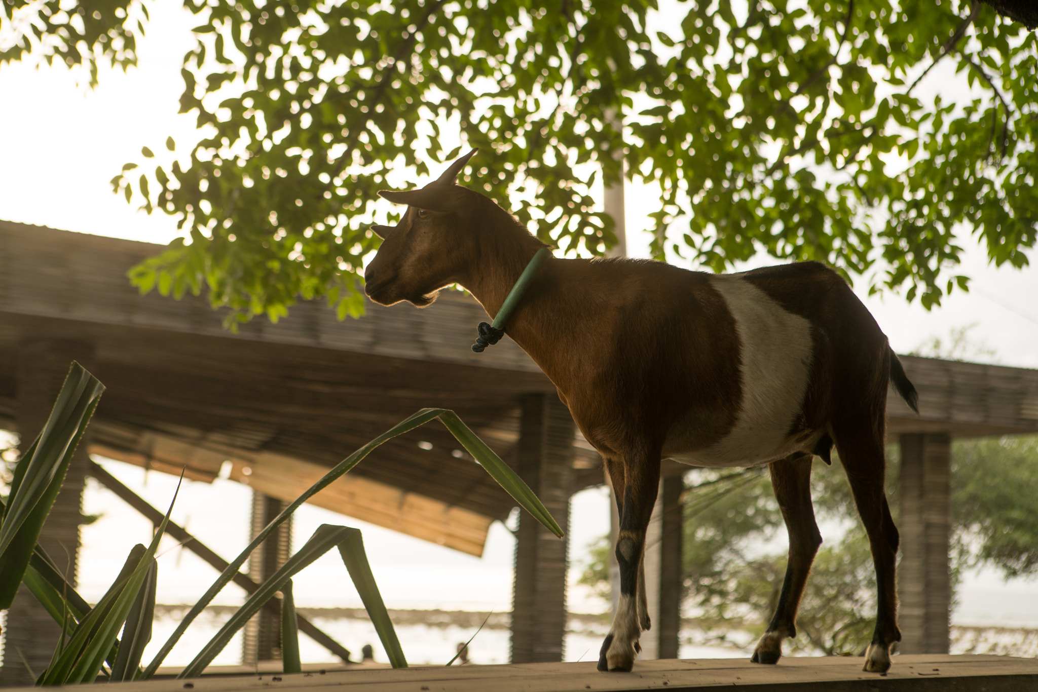 Sony a7R II + Canon EF 24-70mm F2.8L USM sample photo. Goat it? photography